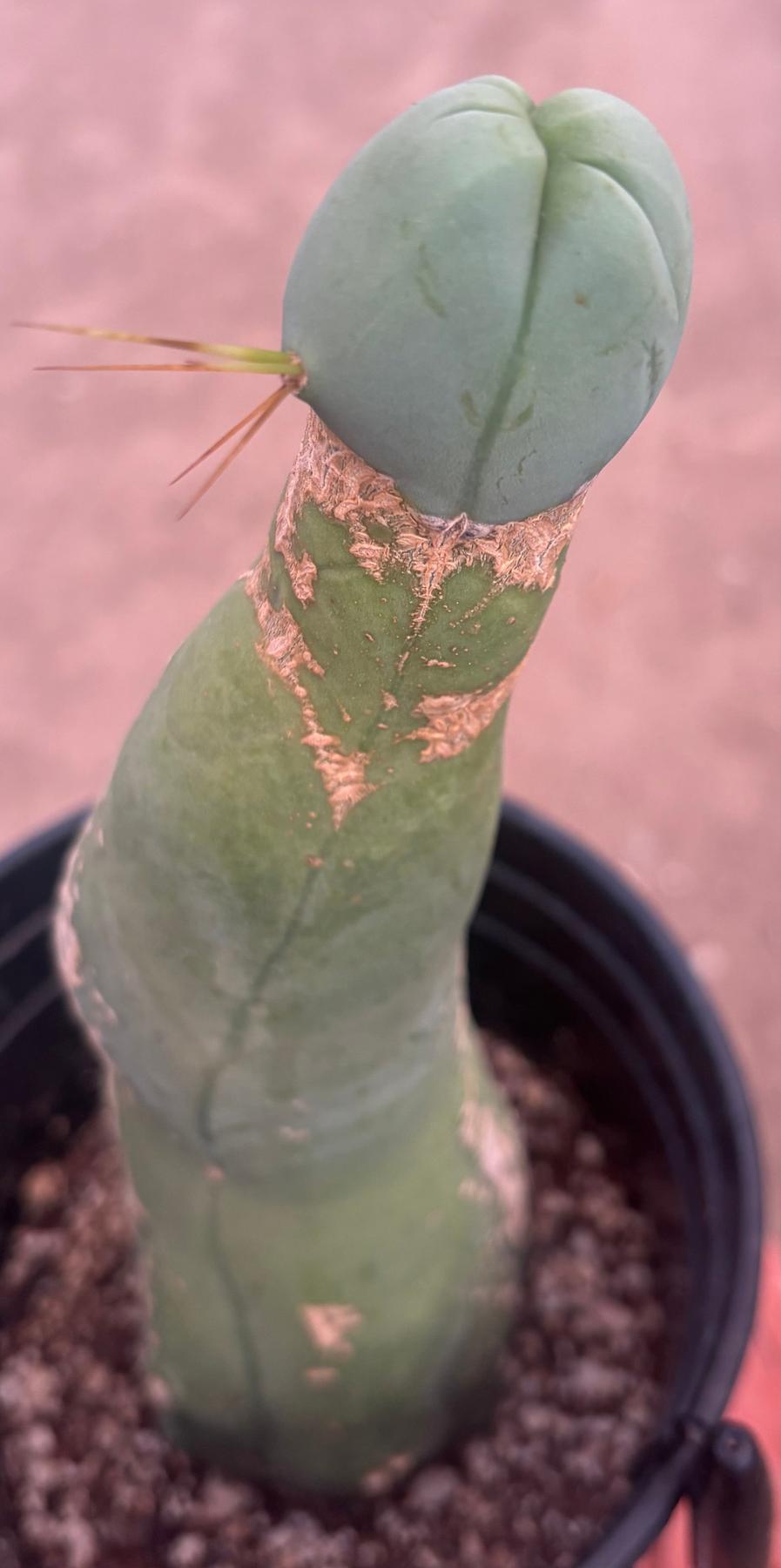 #EC41 EXACT Trichocereus Bridgesii Monstrose Penis Cactus Long Form 10.5”-Cactus - Large - Exact-The Succulent Source