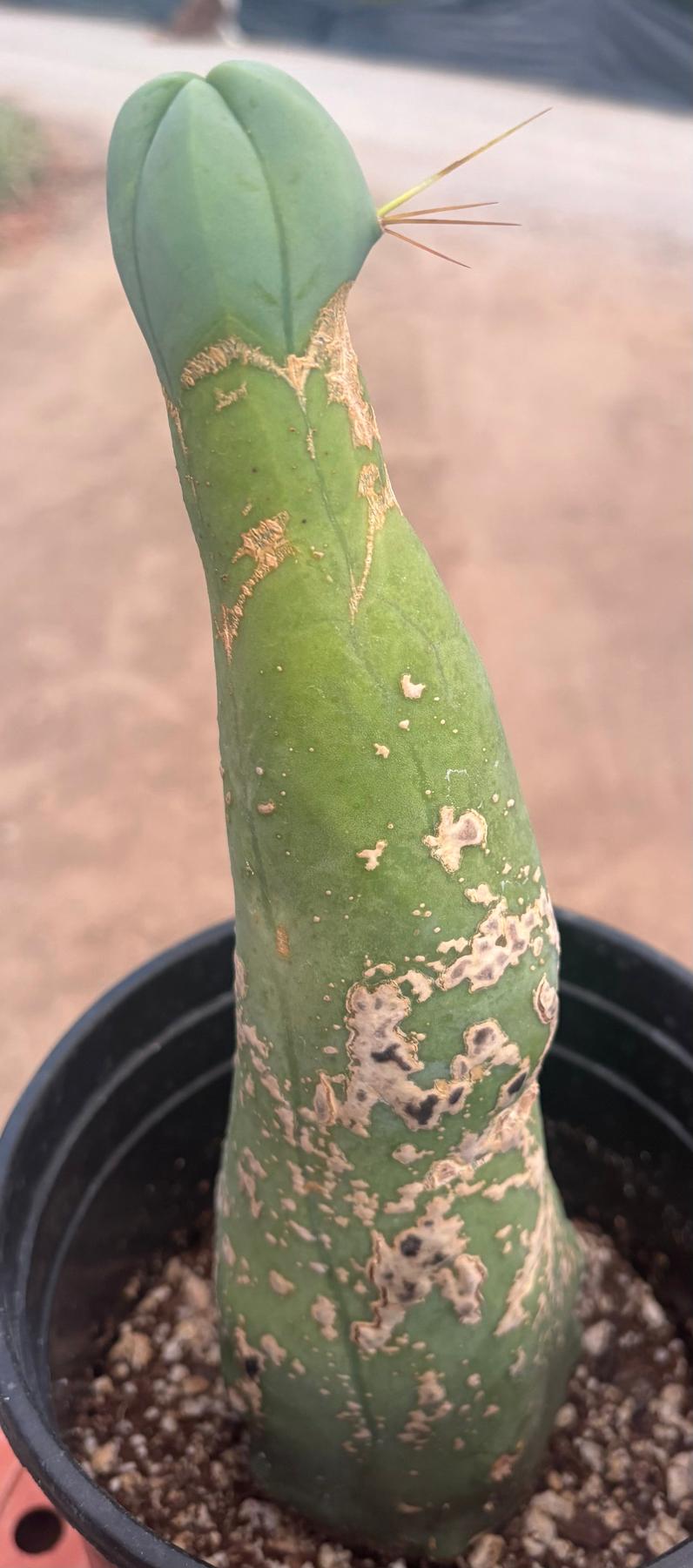 #EC41 EXACT Trichocereus Bridgesii Monstrose Penis Cactus Long Form 10.5”-Cactus - Large - Exact-The Succulent Source