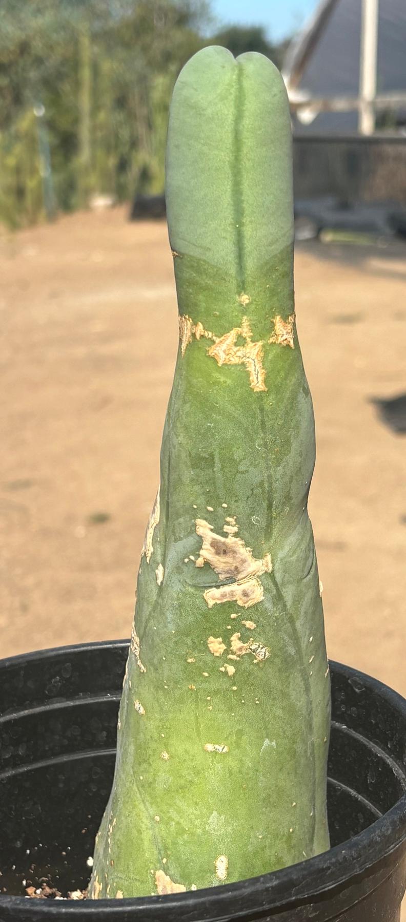 #EC41 EXACT Trichocereus Bridgesii Monstrose Penis Cactus Long Form 10.5”-Cactus - Large - Exact-The Succulent Source