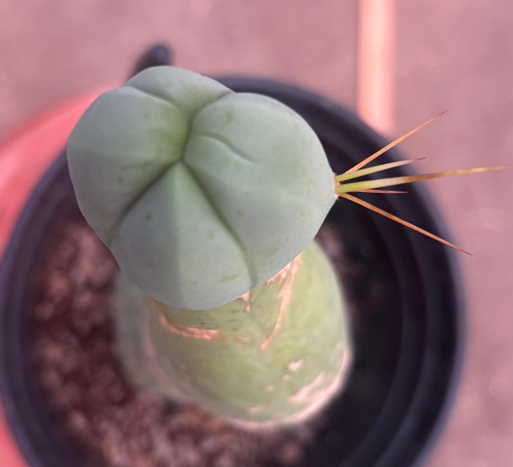 #EC41 EXACT Trichocereus Bridgesii Monstrose Penis Cactus Long Form 10.5”-Cactus - Large - Exact-The Succulent Source