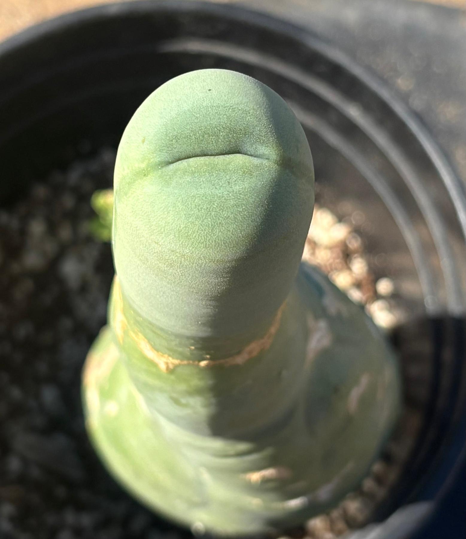 #EC41 EXACT Trichocereus Bridgesii Monstrose Penis Cactus Long Form 10.5”-Cactus - Large - Exact-The Succulent Source