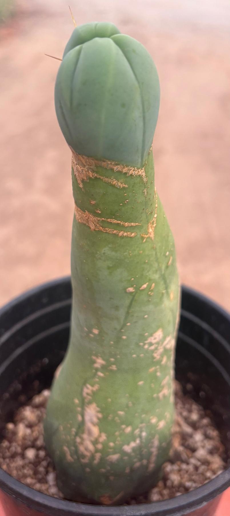 #EC41 EXACT Trichocereus Bridgesii Monstrose Penis Cactus Long Form 10.5”-Cactus - Large - Exact-The Succulent Source