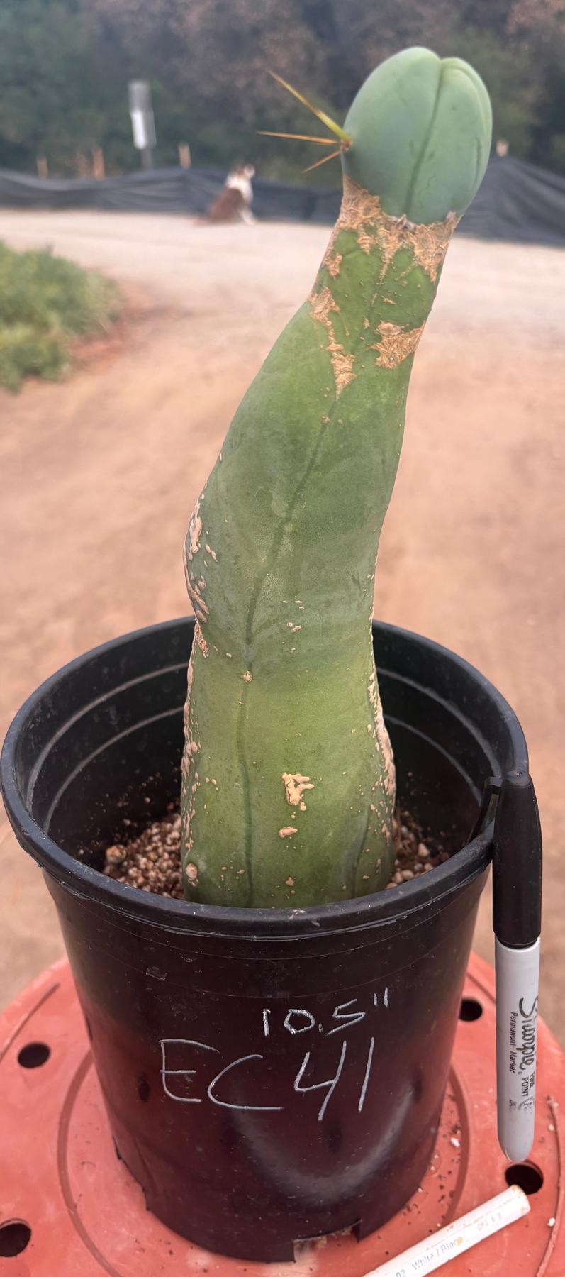 #EC41 EXACT Trichocereus Bridgesii Monstrose Penis Cactus Long Form 10.5”-Cactus - Large - Exact-The Succulent Source