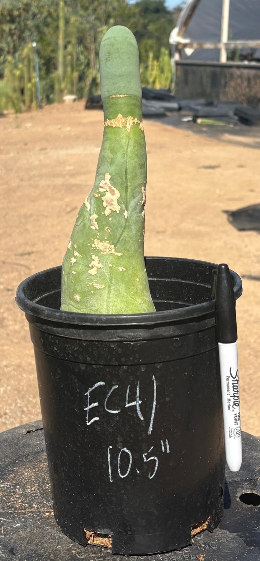 #EC41 EXACT Trichocereus Bridgesii Monstrose Penis Cactus Long Form 10.5”-Cactus - Large - Exact-The Succulent Source
