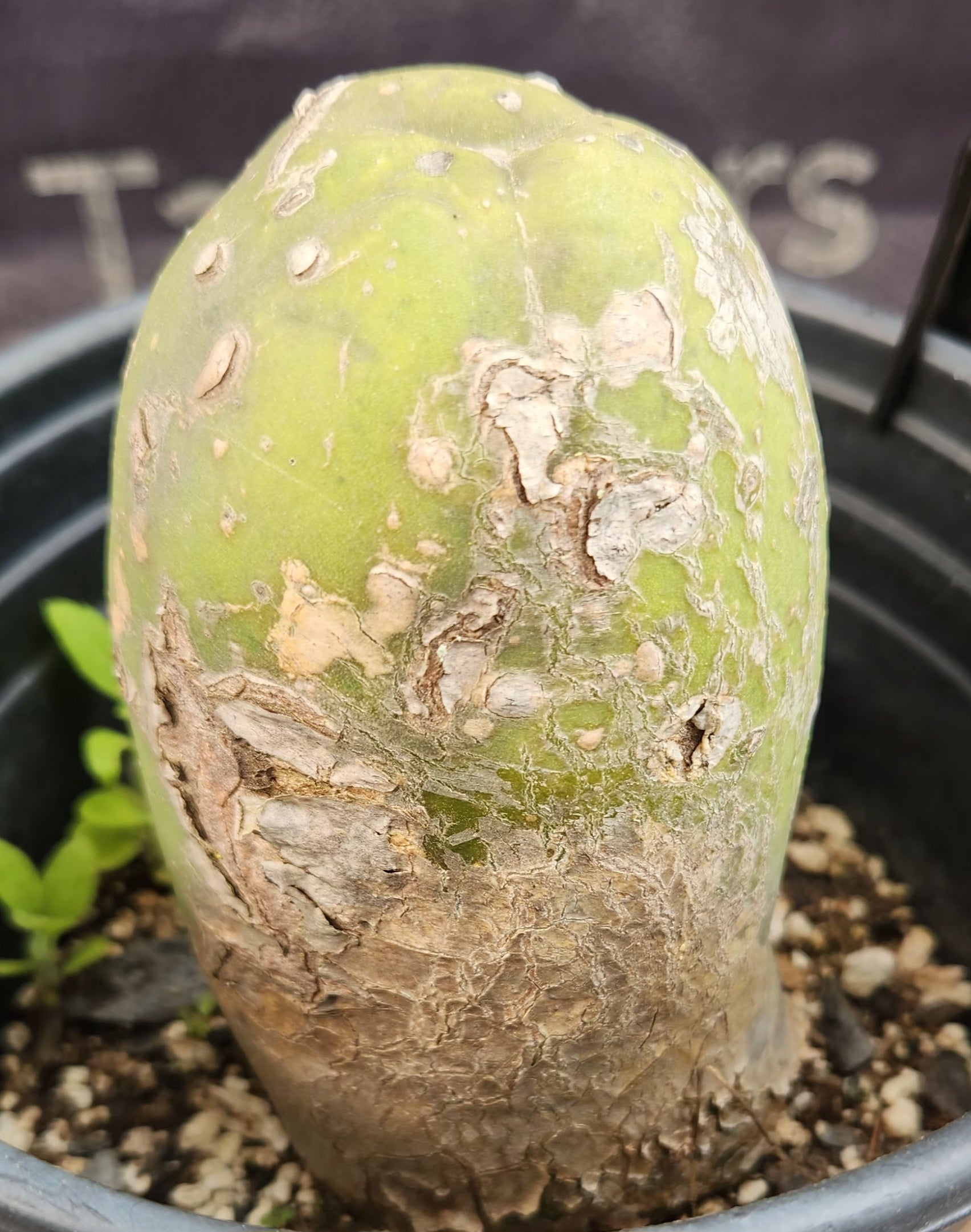 #EC41 EXACT Trichocereus Bridgesii Monstrose Penis Cactus Long Form 5.5"-Cactus - Large - Exact-The Succulent Source