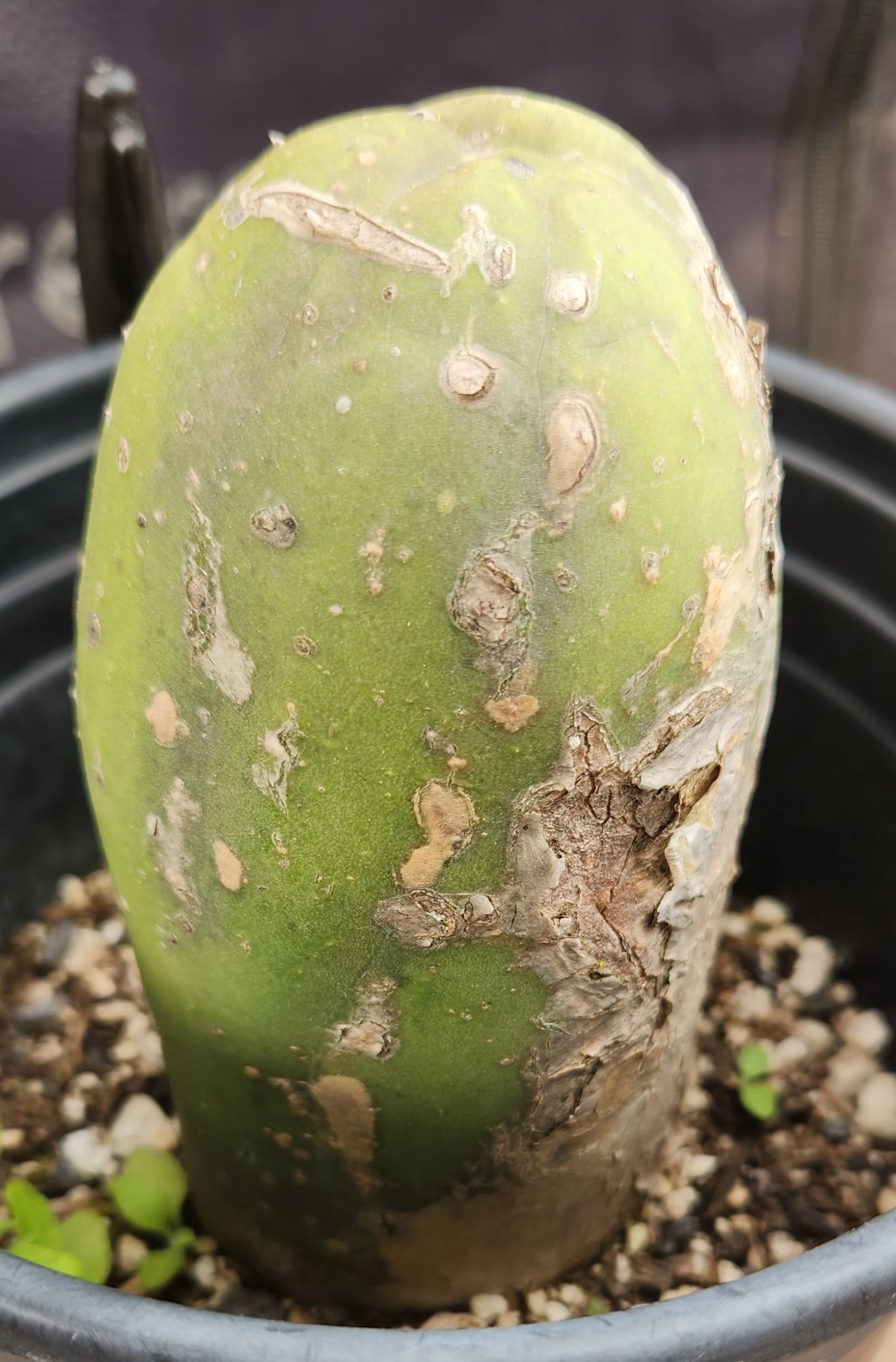 #EC41 EXACT Trichocereus Bridgesii Monstrose Penis Cactus Long Form 5.5"-Cactus - Large - Exact-The Succulent Source