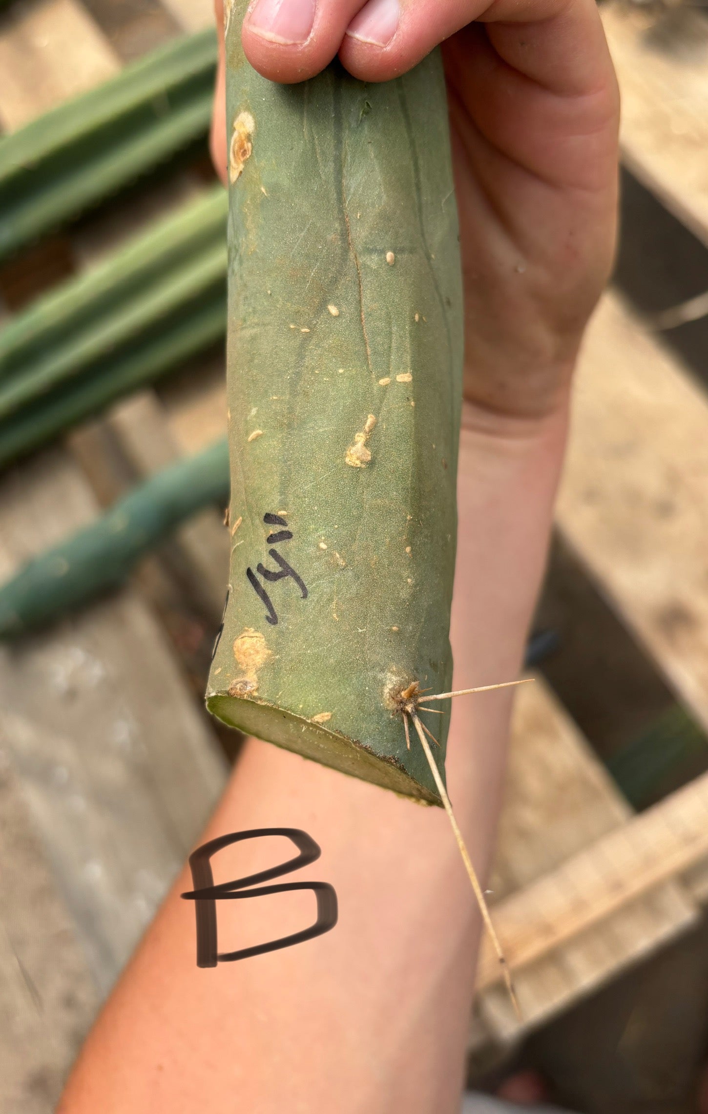 #EC41 EXACT Trichocereus Bridgesii Monstrose TBM Penis Cactus Long Form cuttings-Cactus - Large - Exact-The Succulent Source