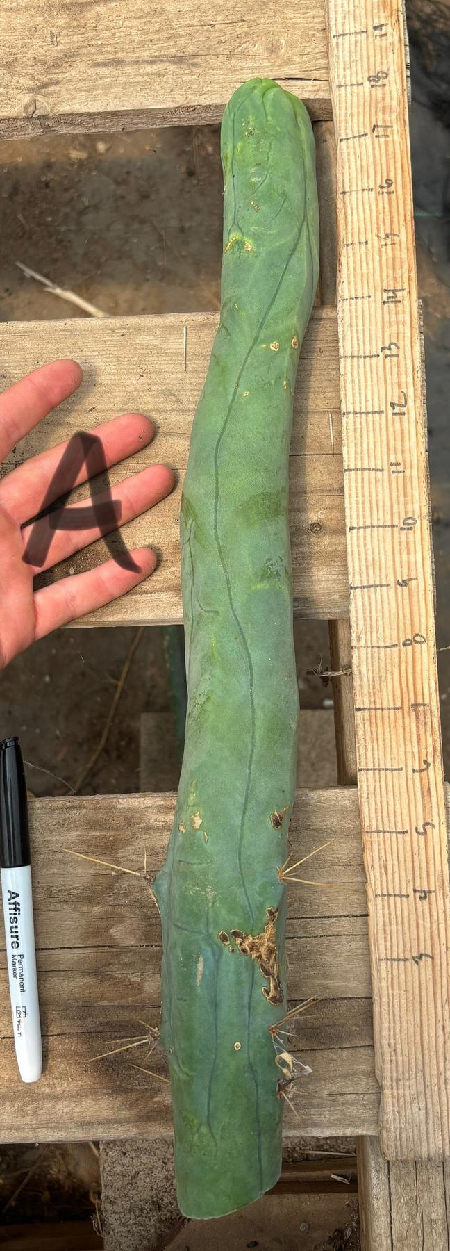 #EC41 EXACT Trichocereus Bridgesii Monstrose TBM Penis Cactus Long Form cuttings-Cactus - Large - Exact-The Succulent Source