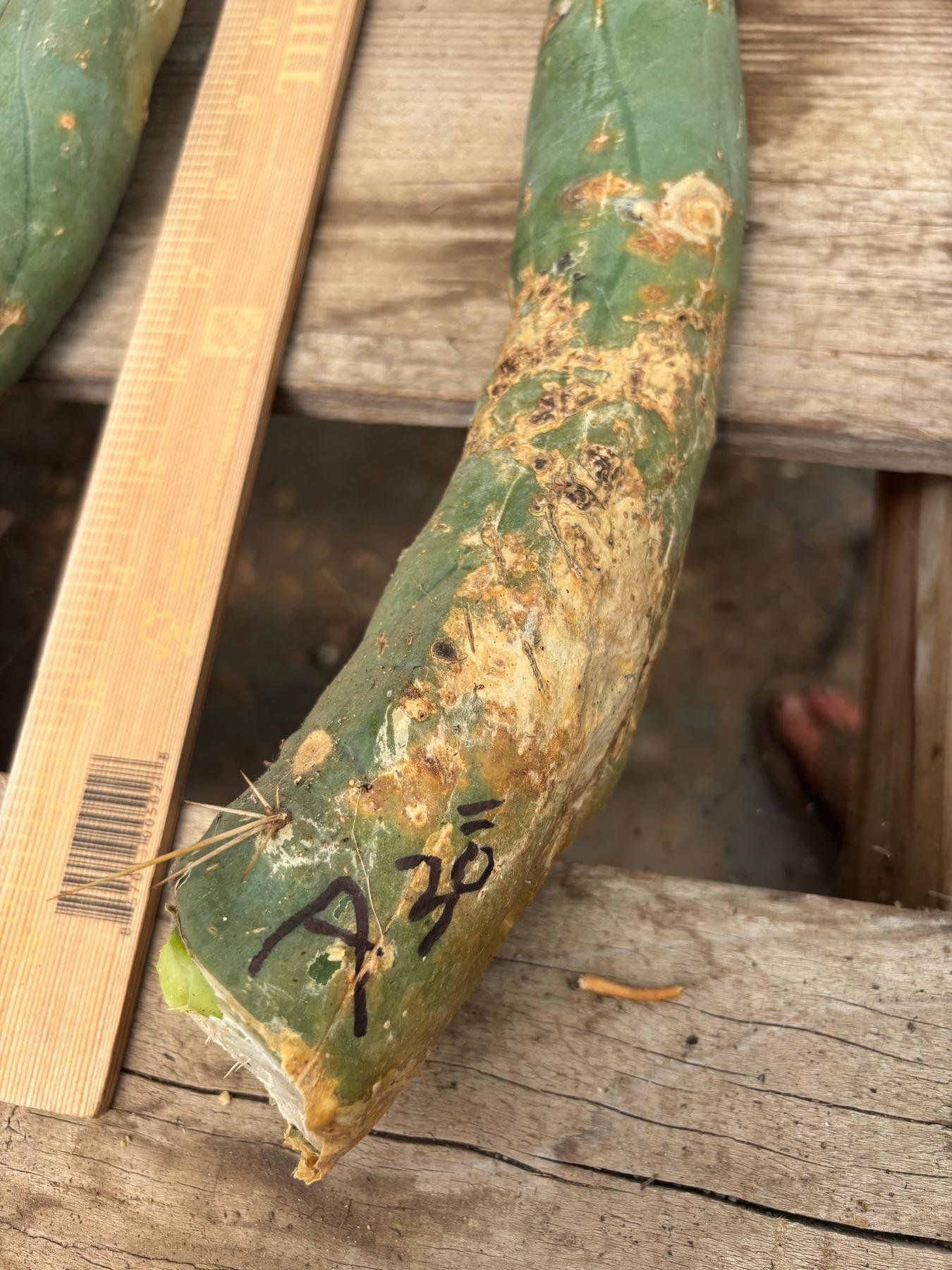 #EC41 EXACT Trichocereus Bridgesii Monstrose TBM Penis Cactus Long Form cuttings-Cactus - Large - Exact-The Succulent Source