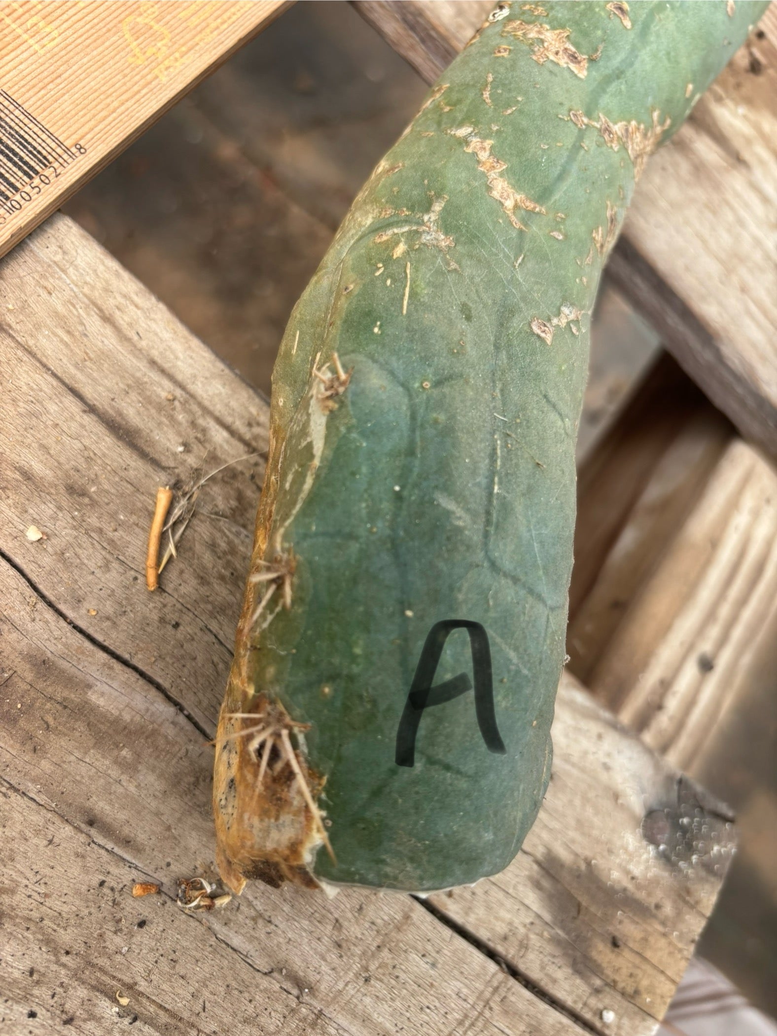 #EC41 EXACT Trichocereus Bridgesii Monstrose TBM Penis Cactus Long Form cuttings-Cactus - Large - Exact-The Succulent Source