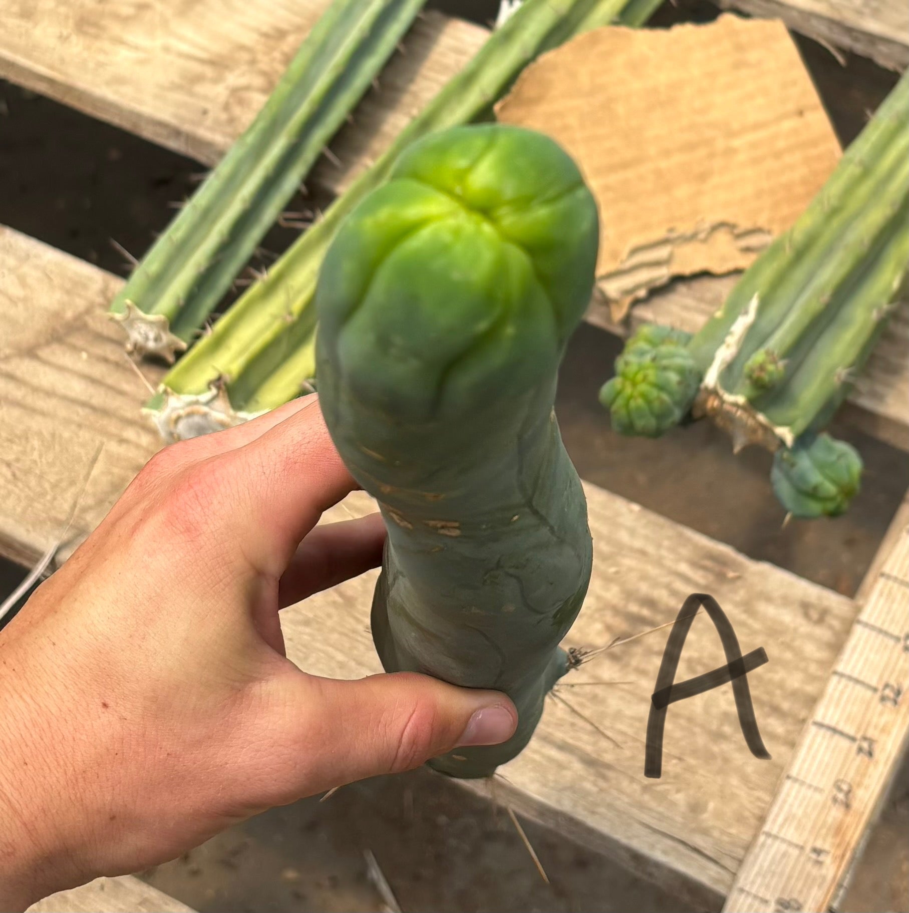 #EC41 EXACT Trichocereus Bridgesii Monstrose TBM Penis Cactus Long Form cuttings-Cactus - Large - Exact-The Succulent Source