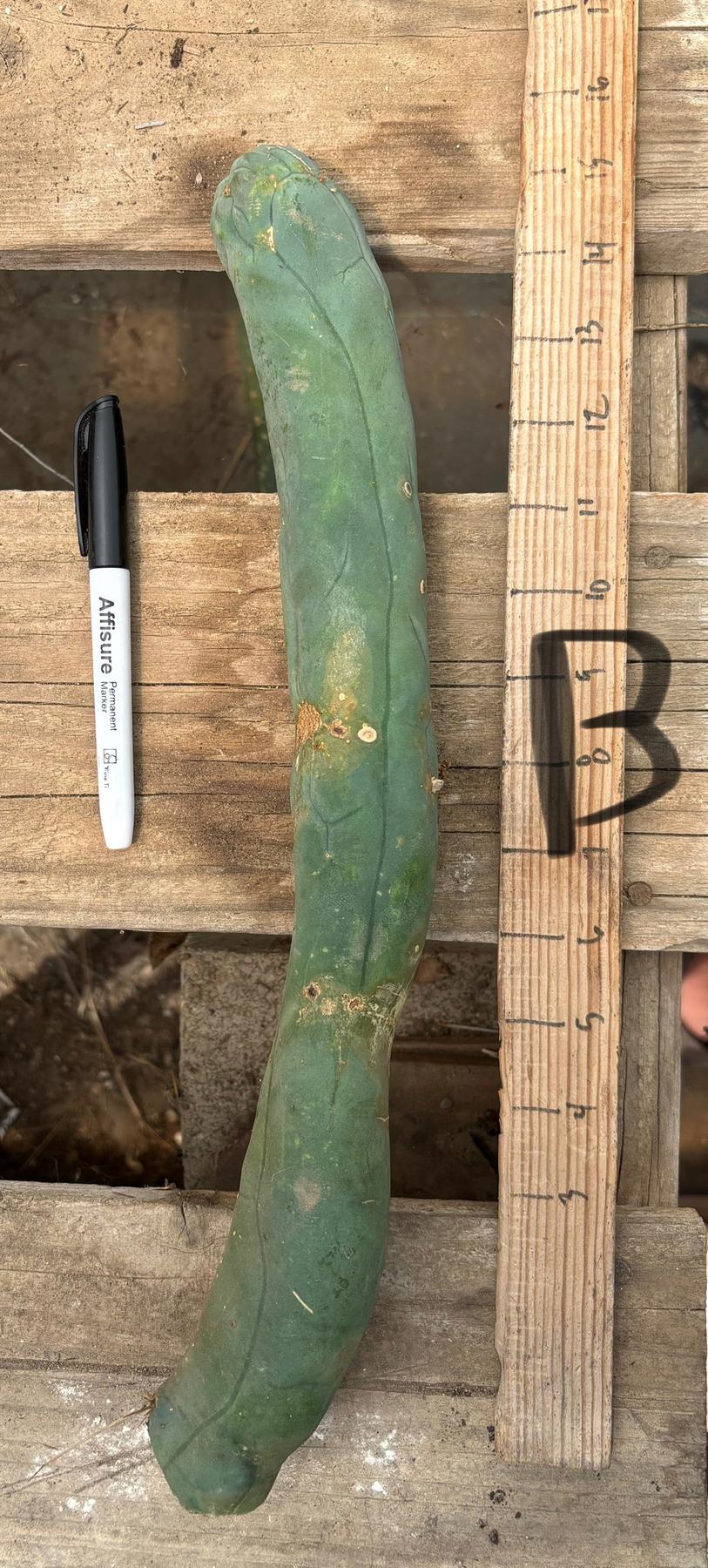 #EC41 EXACT Trichocereus Bridgesii Monstrose TBM Penis Cactus Long Form cuttings-Cactus - Large - Exact-The Succulent Source