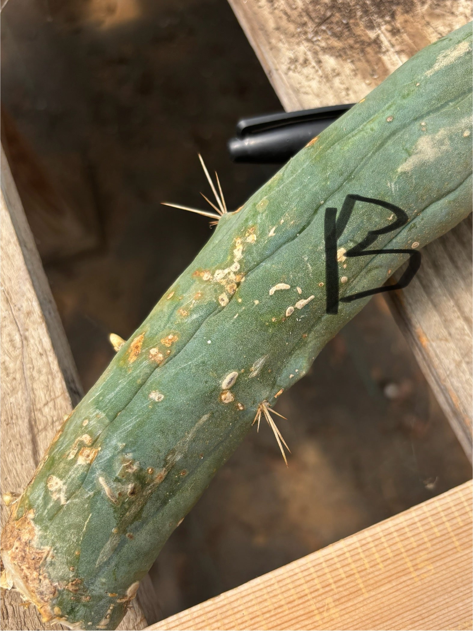 #EC41 EXACT Trichocereus Bridgesii Monstrose TBM Penis Cactus Long Form cuttings-Cactus - Large - Exact-The Succulent Source