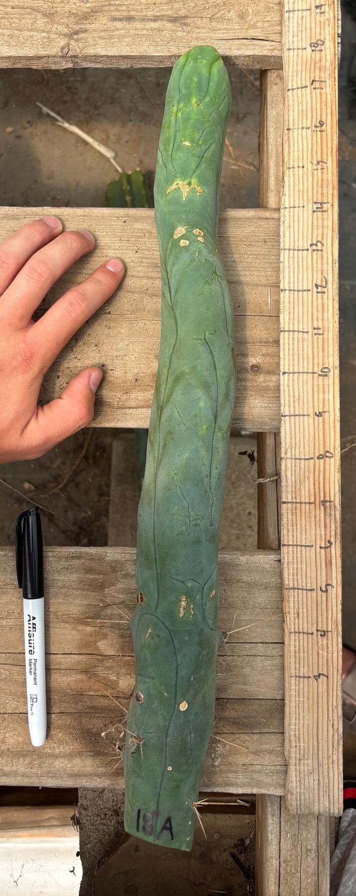 #EC41 EXACT Trichocereus Bridgesii Monstrose TBM Penis Cactus Long Form cuttings-Cactus - Large - Exact-The Succulent Source