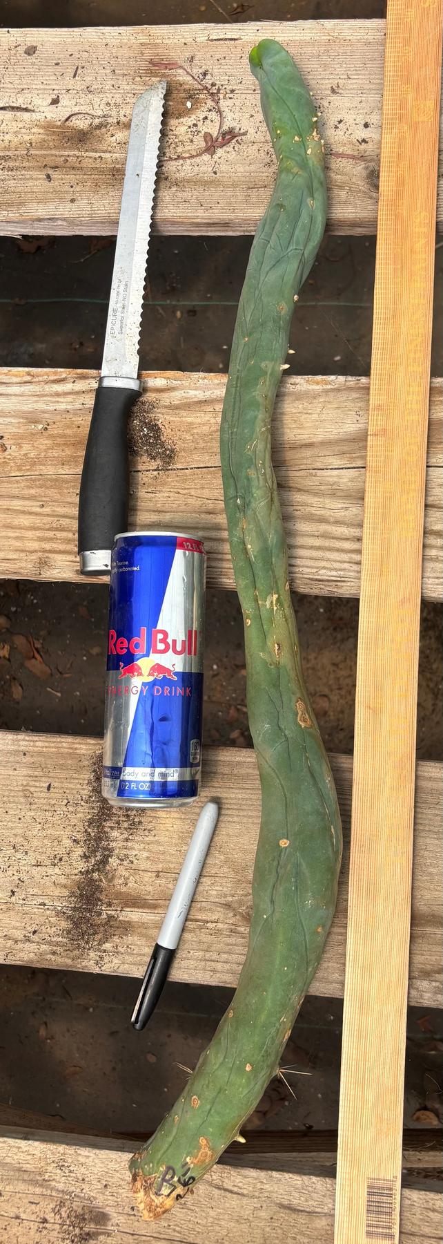 #EC41 EXACT Trichocereus Bridgesii Monstrose TBM Penis Cactus Long Form cuttings-Cactus - Large - Exact-The Succulent Source