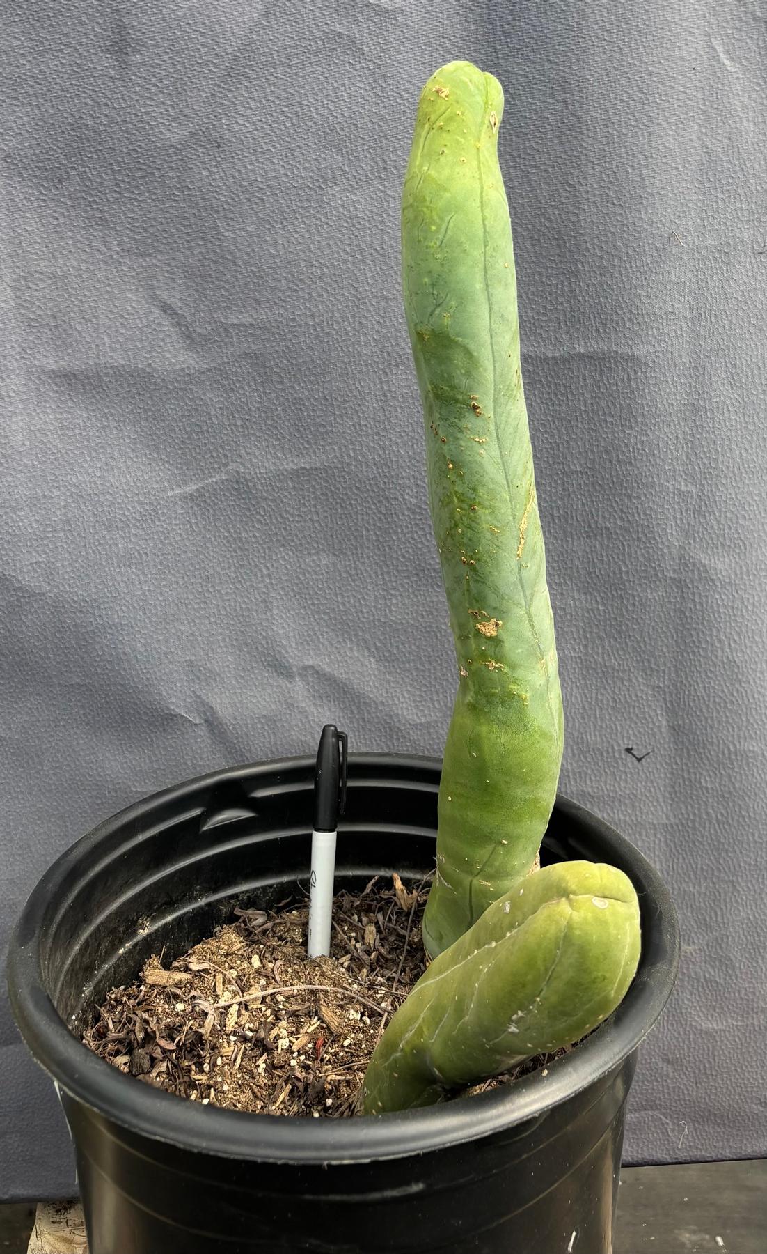 #EC41 EXACT Trichocereus Bridgesii Monstrose TBM Penis Cactus Long Form x 2-Cactus - Large - Exact-The Succulent Source
