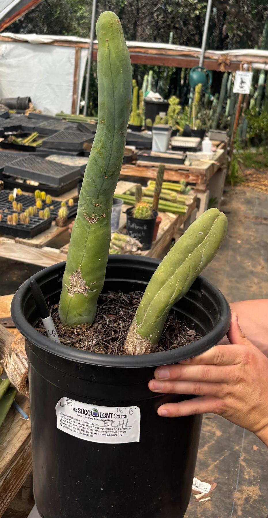 #EC41 EXACT Trichocereus Bridgesii Monstrose TBM Penis Cactus Long Form x 2-Cactus - Large - Exact-The Succulent Source