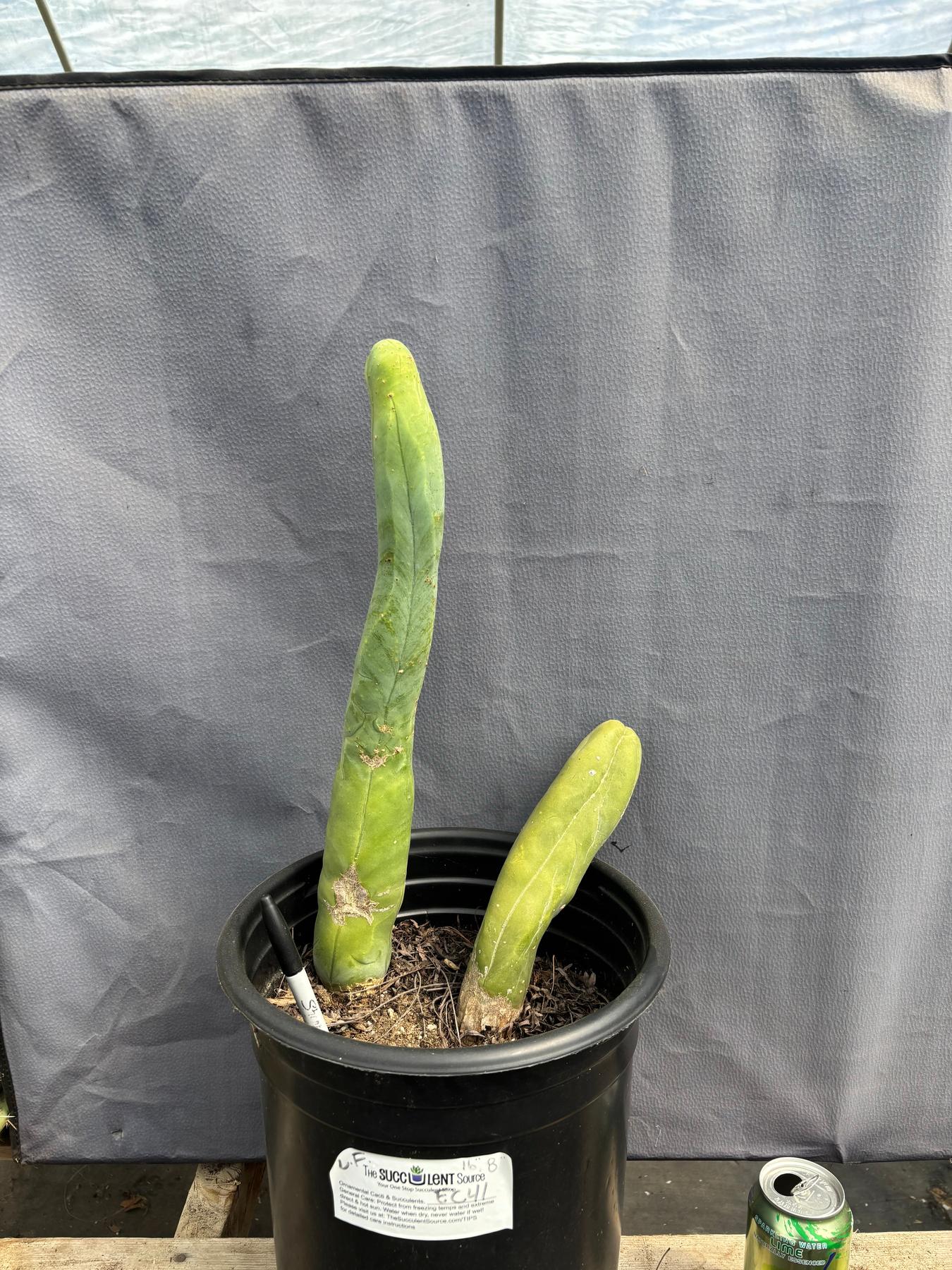 #EC41 EXACT Trichocereus Bridgesii Monstrose TBM Penis Cactus Long Form x 2-Cactus - Large - Exact-The Succulent Source