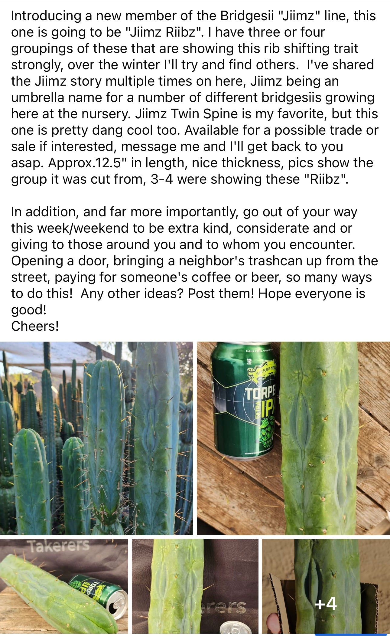 #EC42 EXACT Trichocereus Bridgesii Jiimz “Riibz” Cactus 10-12” Cutting-Cactus - Large - Exact-The Succulent Source