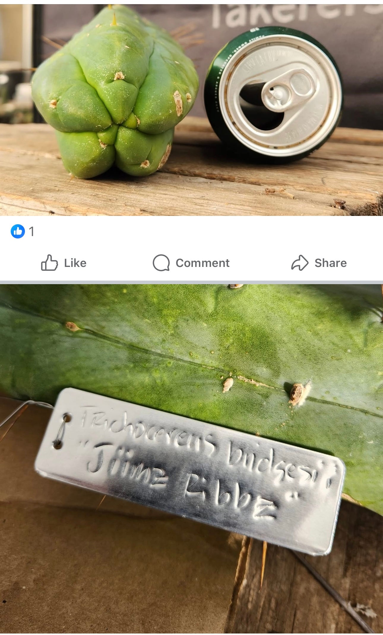 #EC42 EXACT Trichocereus Bridgesii Jiimz “Riibz” Cactus 10-12” Cutting-Cactus - Large - Exact-The Succulent Source