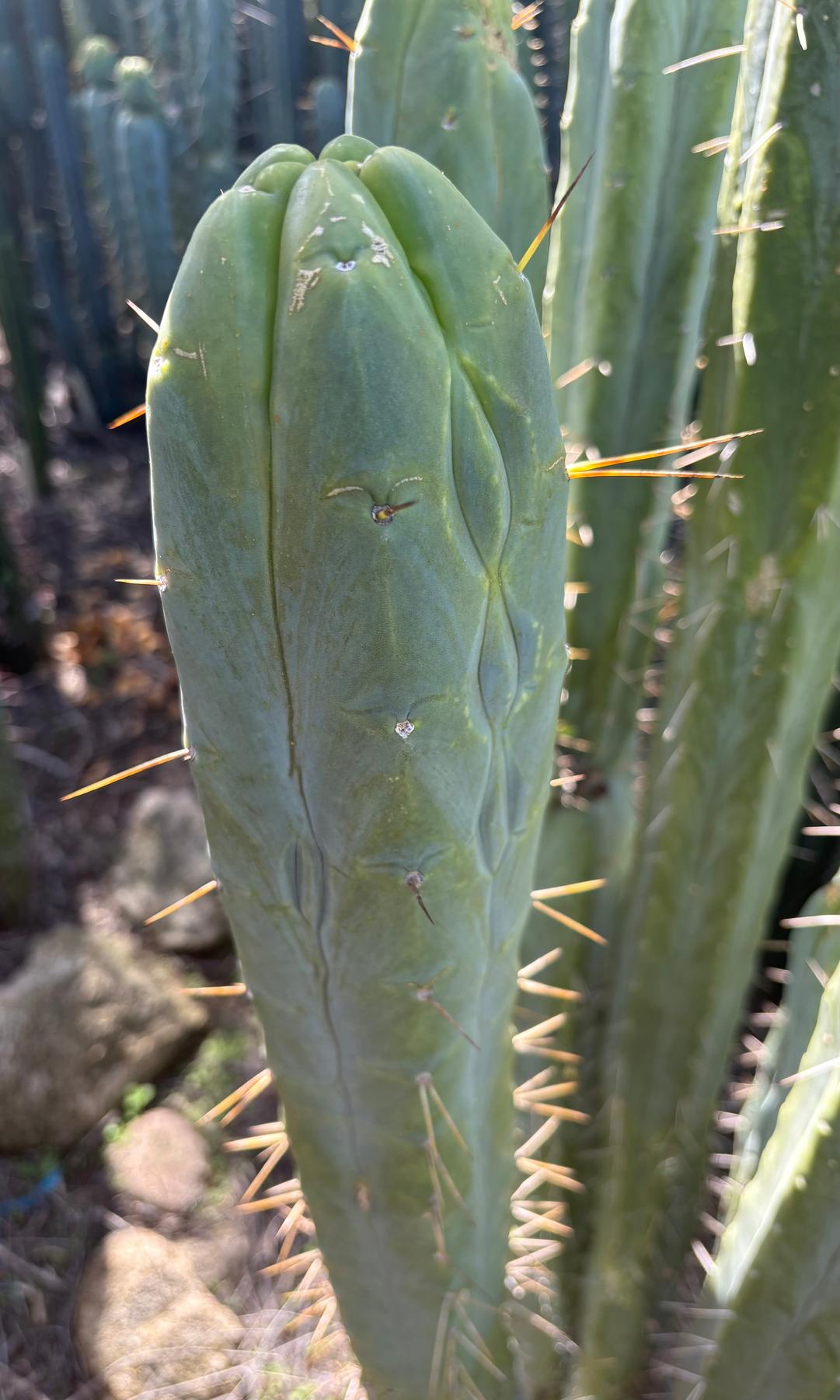 #EC42 EXACT Trichocereus Bridgesii Jiimz “Riibz” Cactus 10-12” Cutting-Cactus - Large - Exact-The Succulent Source