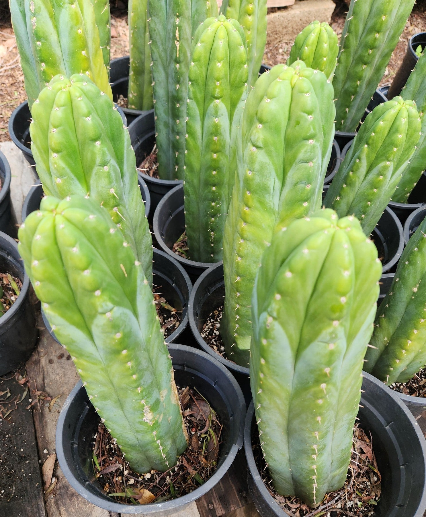 #EC43 EXACT Trichocereus Pachanoi ECK Cactus 16"-Cactus - Large - Exact-The Succulent Source