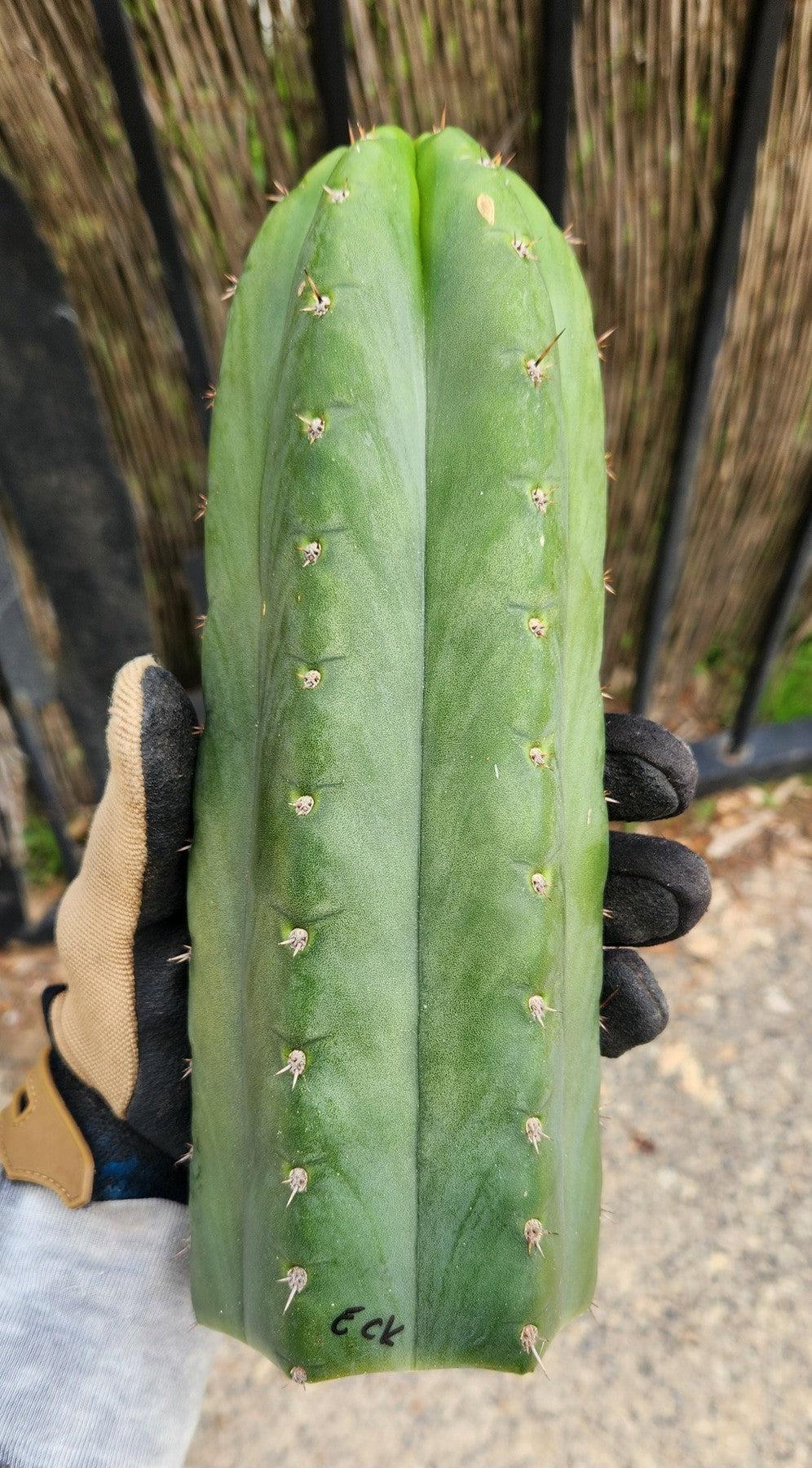 #EC43 EXACT Trichocereus Pachanoi ECK Cactus Potted and Cuttings-Cactus - Large - Exact-The Succulent Source