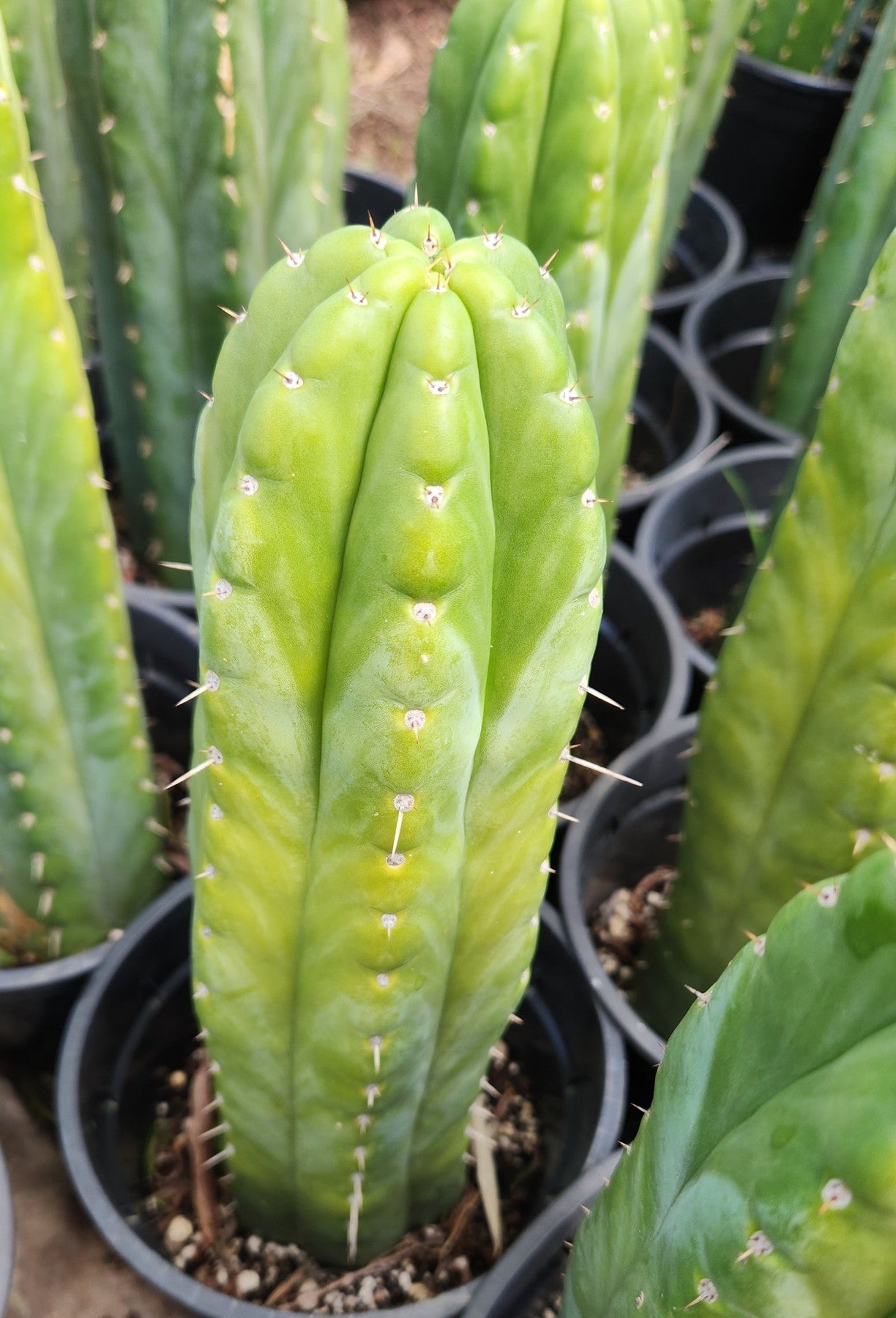 #EC43 EXACT Trichocereus Pachanoi ECK Cactus 16"-Cactus - Large - Exact-The Succulent Source
