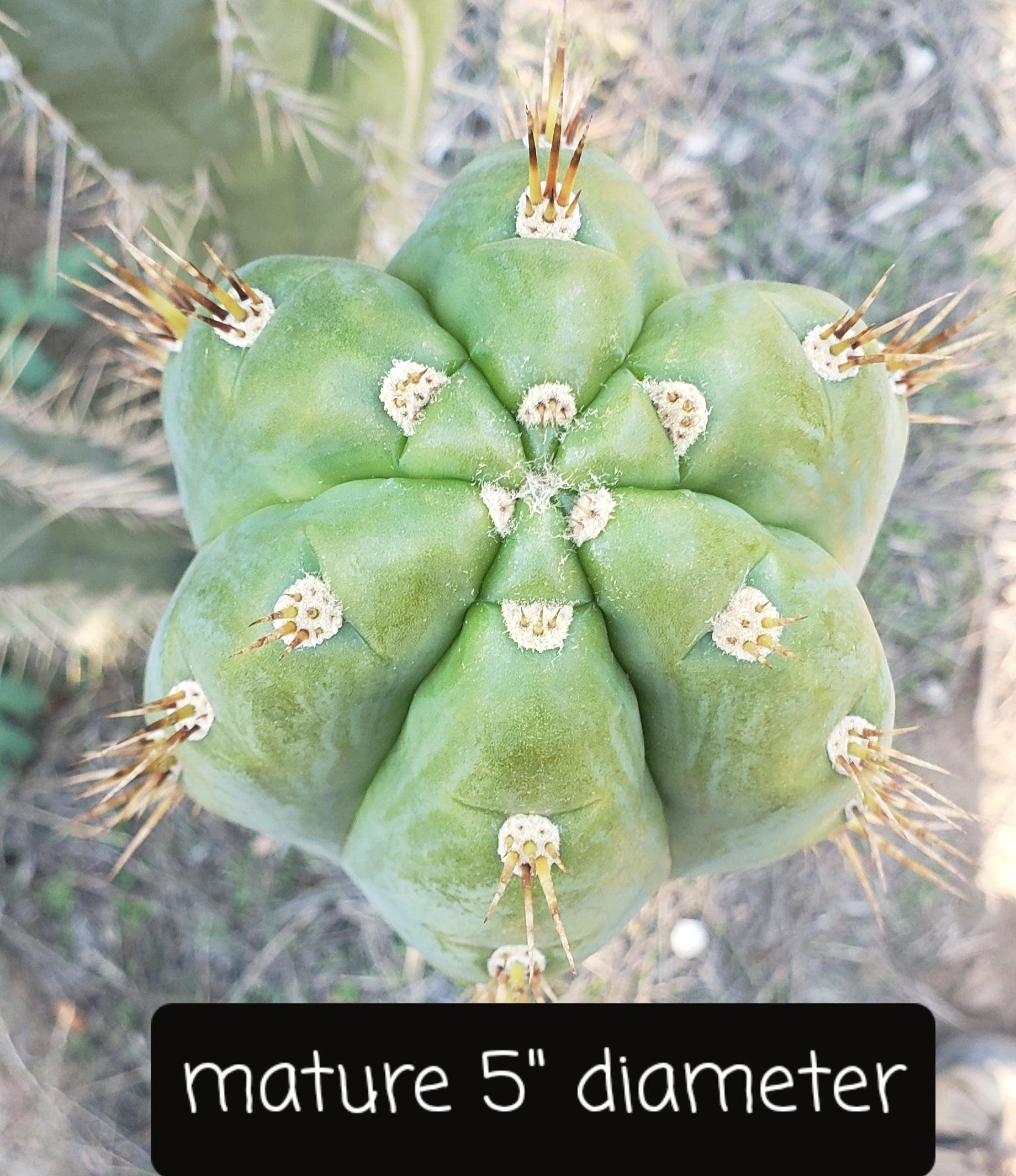 #EC45 EXACT Trichocereus Peruvianus "Storage Yard" Cactus CUTTING 6-7"-Cactus - Large - Exact-The Succulent Source