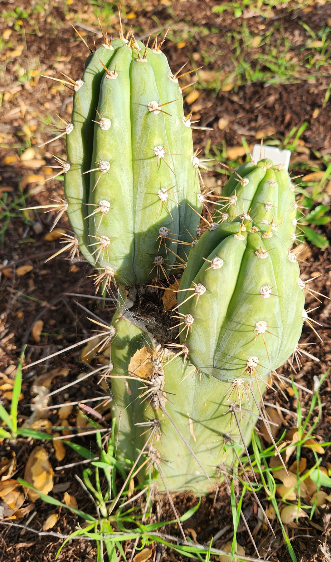 #EC45 EXACT Trichocereus Peruvianus "Storage Yard" Cactus CUTTING 7-8""-Cactus - Large - Exact-The Succulent Source