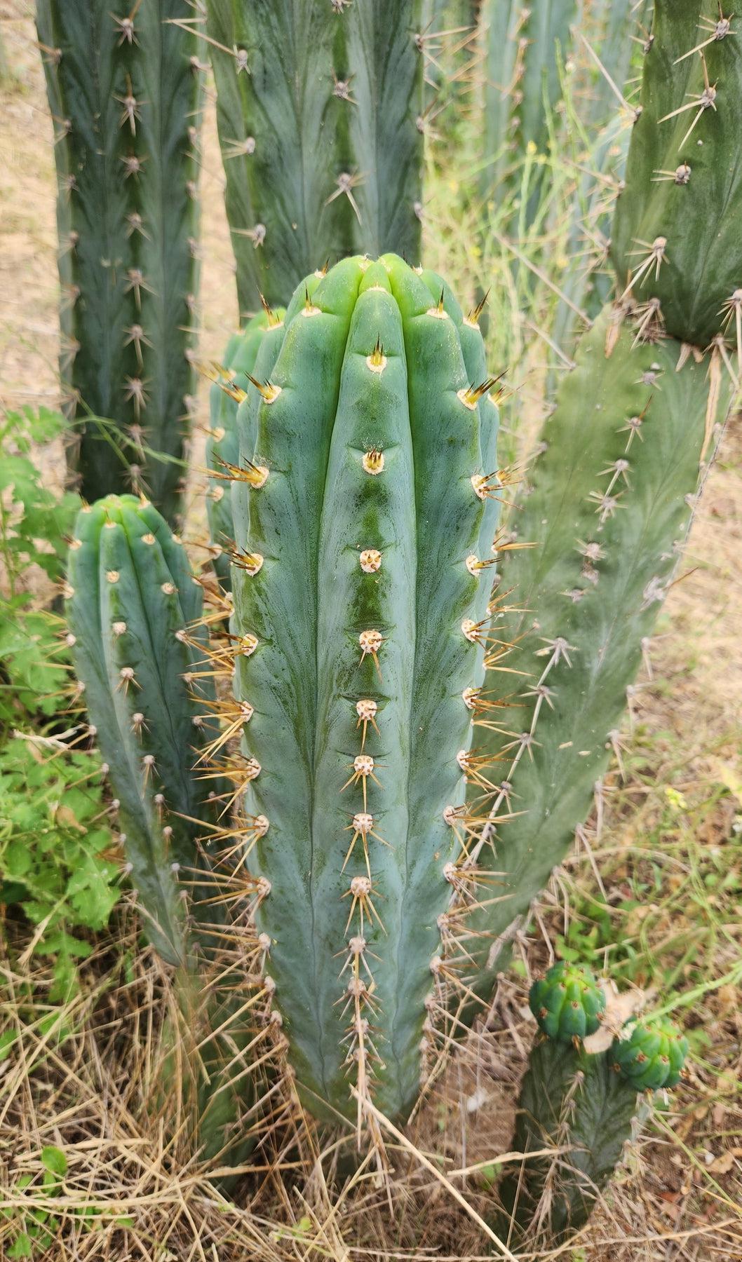 #EC45 EXACT Trichocereus Peruvianus "Storage Yard" Cactus CUTTING-Cactus - Large - Exact-The Succulent Source