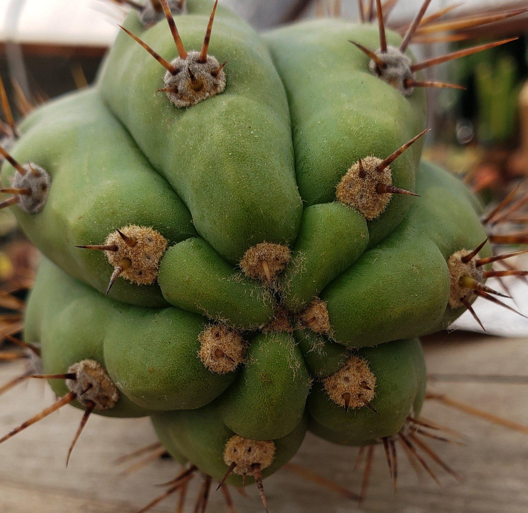 #EC45 EXACT Trichocereus Peruvianus "Storage Yard" Cactus CUTTING 9-10"-Cactus - Large - Exact-The Succulent Source