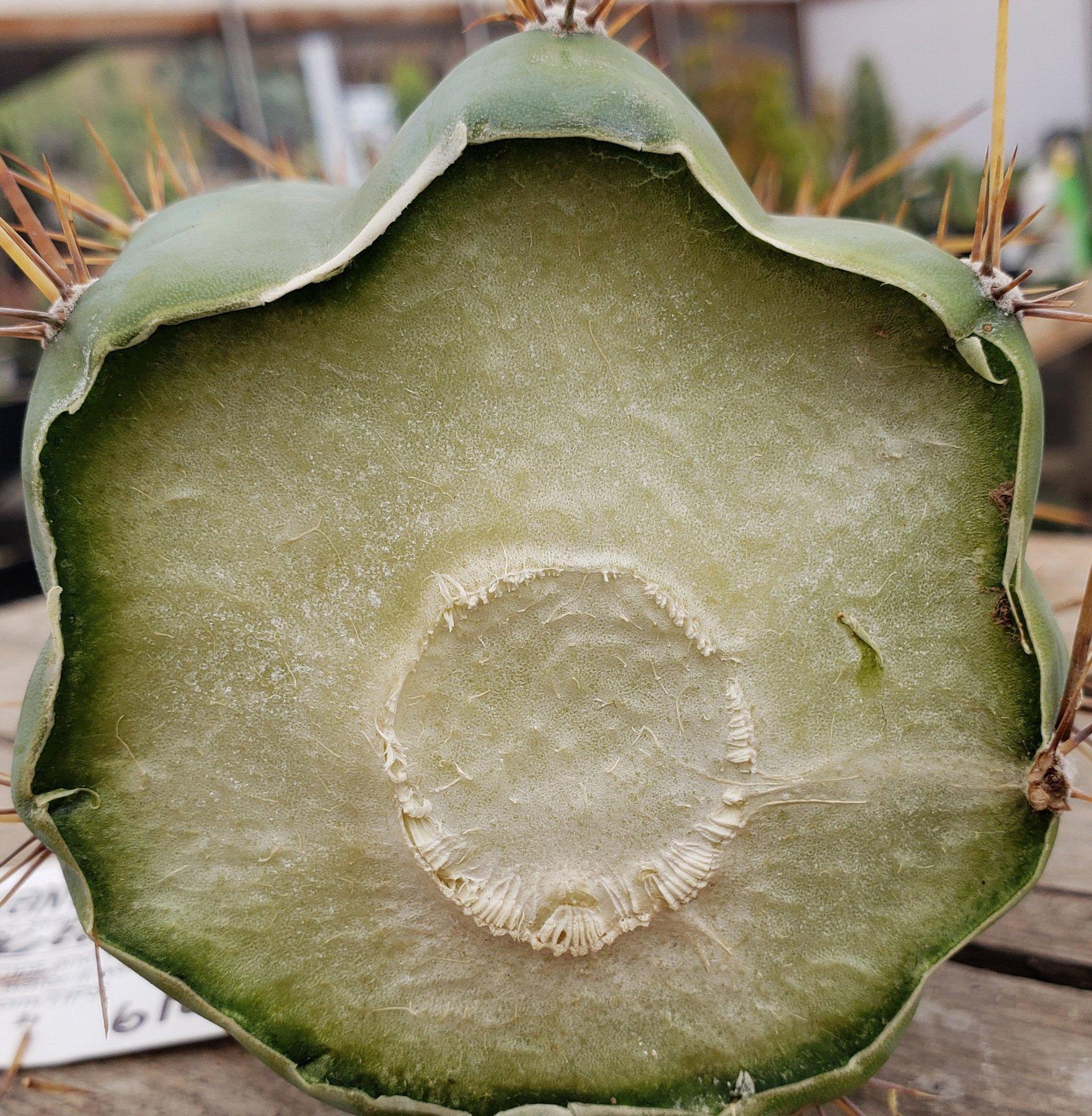 #EC45 EXACT Trichocereus Peruvianus "Storage Yard" Cactus CUTTING 9-10"-Cactus - Large - Exact-The Succulent Source