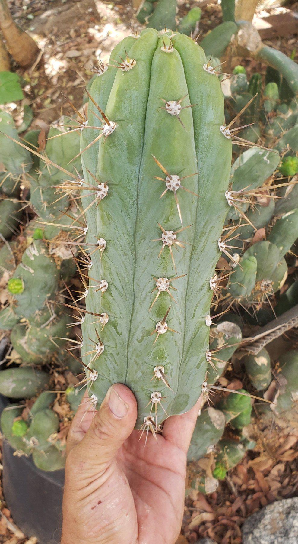 #EC45 EXACT Trichocereus Peruvianus "Storage Yard" Cactus CUTTING 9-10"-Cactus - Large - Exact-The Succulent Source