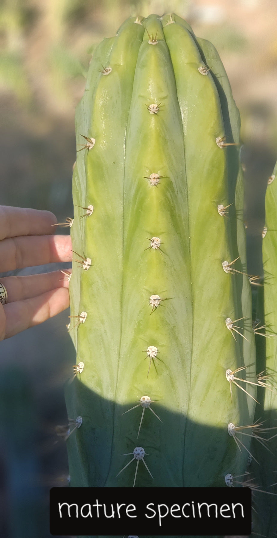 #EC45 EXACT Trichocereus Peruvianus "Storage Yard" Cactus CUTTING 6-7"-Cactus - Large - Exact-The Succulent Source