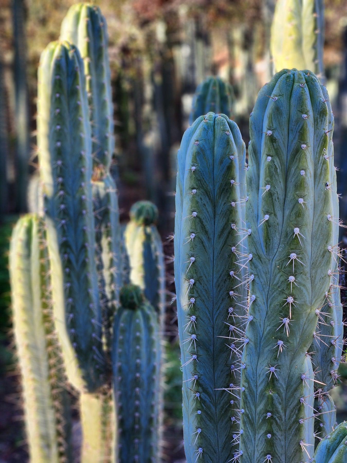 #EC45 EXACT Trichocereus Peruvianus "Storage Yard" Cactus CUTTING 7-8""-Cactus - Large - Exact-The Succulent Source