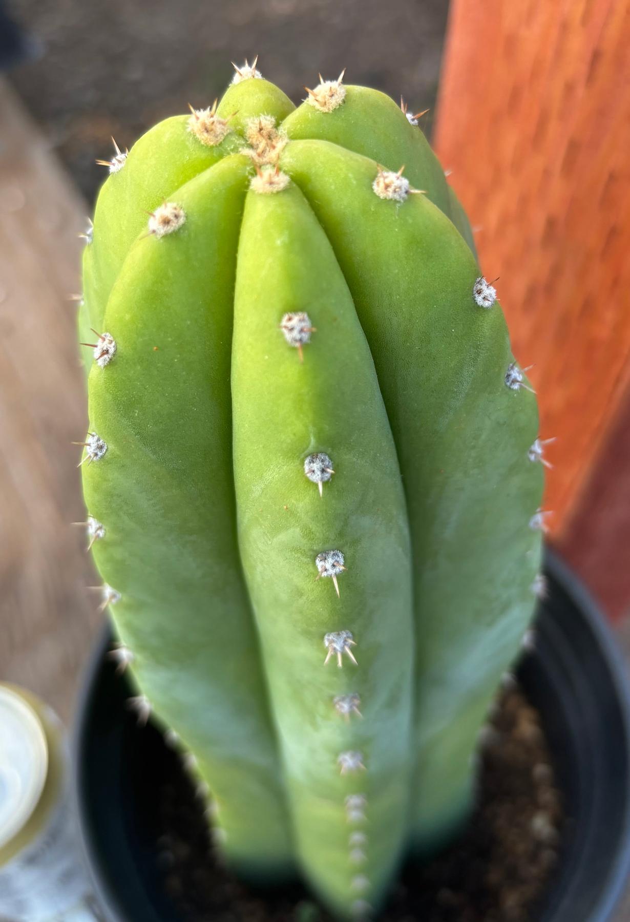 #EC46 EXACT Trichocereus Pachanoi YBP X Scop Cactus 12.5”-Cactus - Large - Exact-The Succulent Source