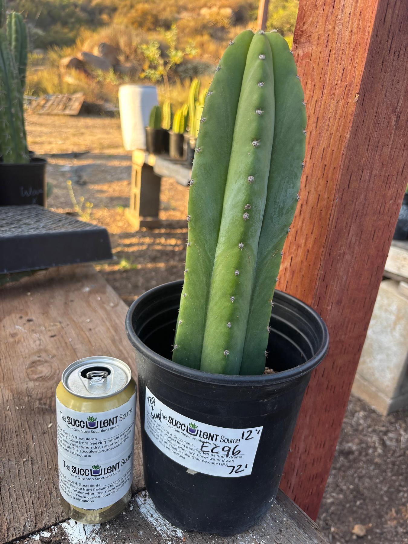 #EC46 EXACT Trichocereus Pachanoi YBP X Scop Cactus 12.5”-Cactus - Large - Exact-The Succulent Source