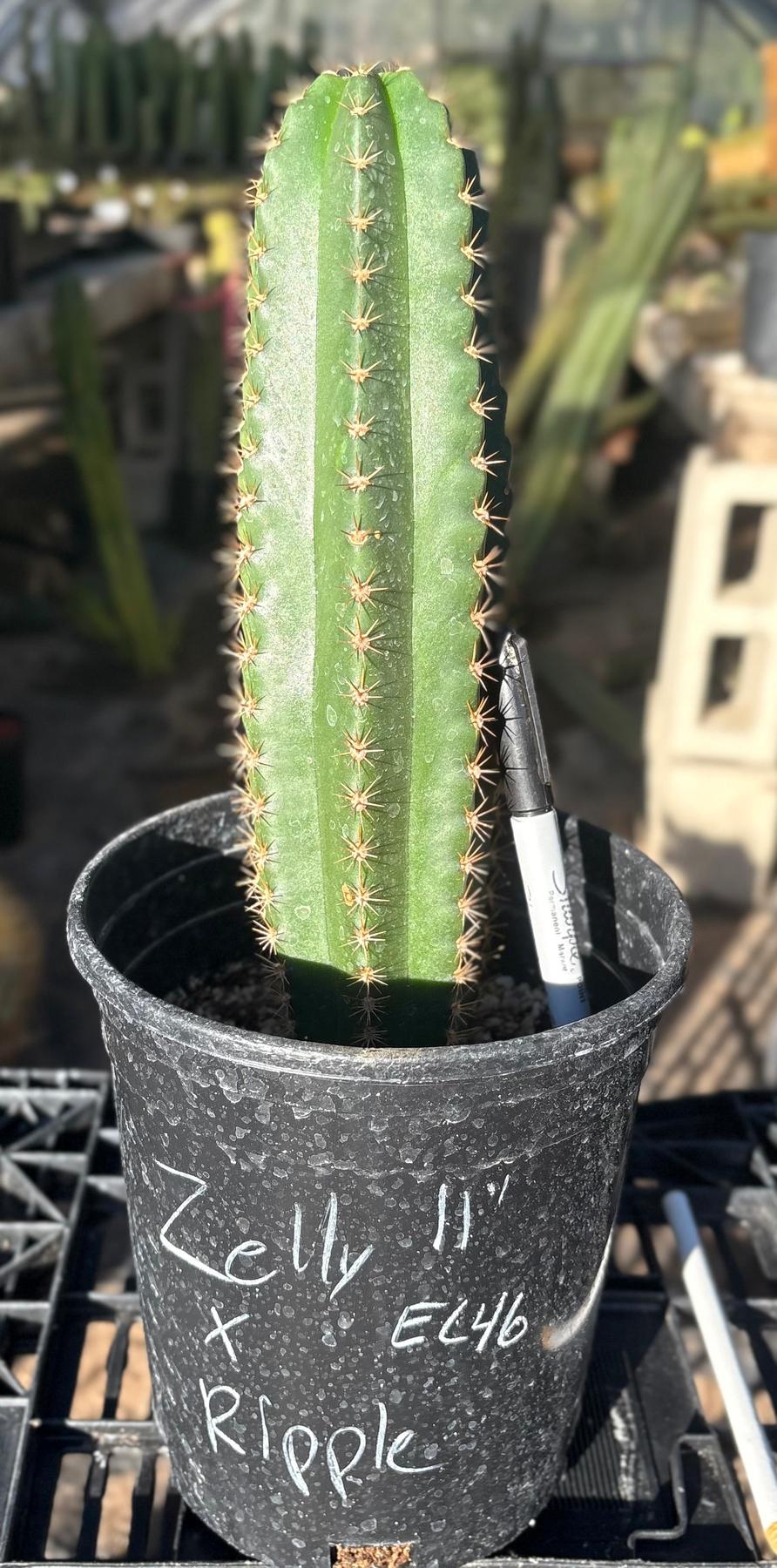#EC46 EXACT Trichocereus Zelly X Scop Ripple Cactus 11”-Cactus - Large - Exact-The Succulent Source