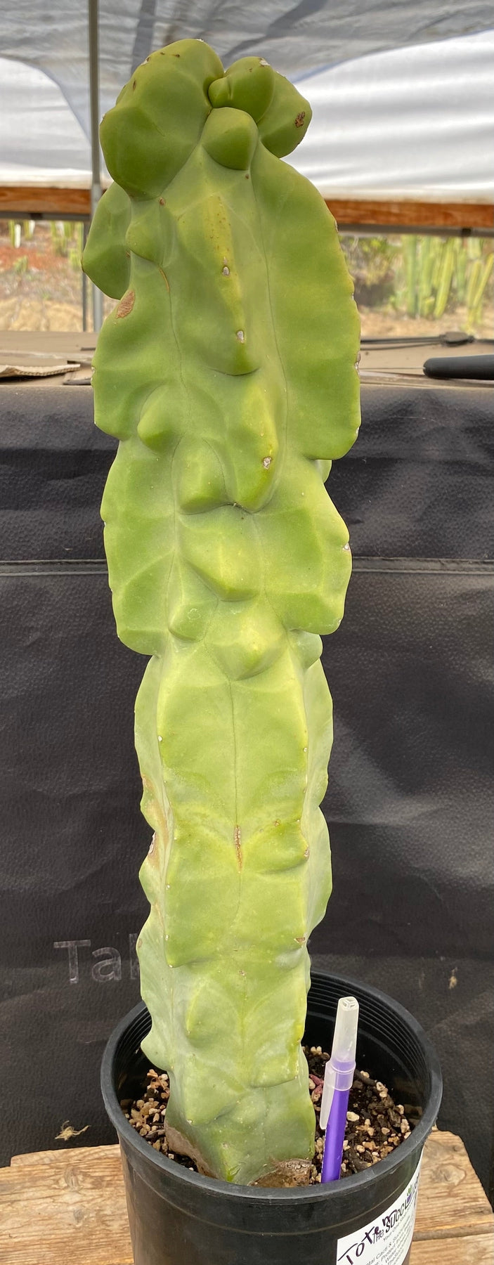 #EC47 EXACT Lophocereus schottii Monstrose Totem Pole Cactus 20"-Cactus - Large - Exact-The Succulent Source