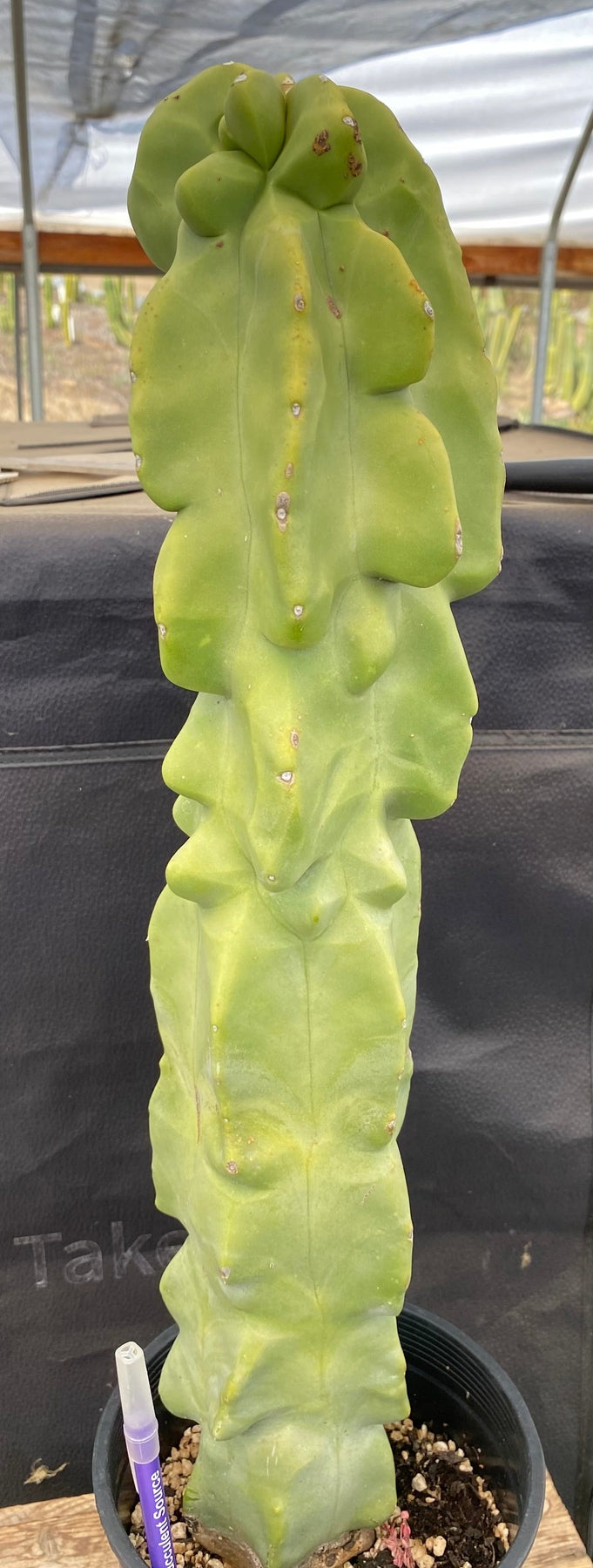 #EC47 EXACT Lophocereus schottii Monstrose Totem Pole Cactus 20"-Cactus - Large - Exact-The Succulent Source