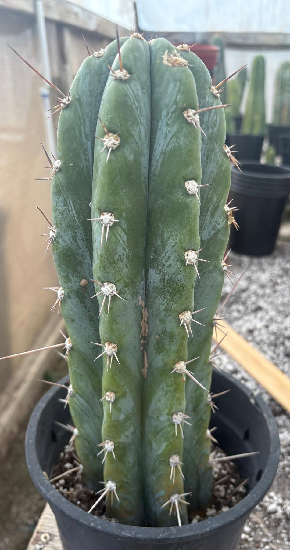 #EC48 EXACT Trichocereus Peruvianus TSSBP Blue Peru Cactus 12.5"-Cactus - Large - Exact-The Succulent Source