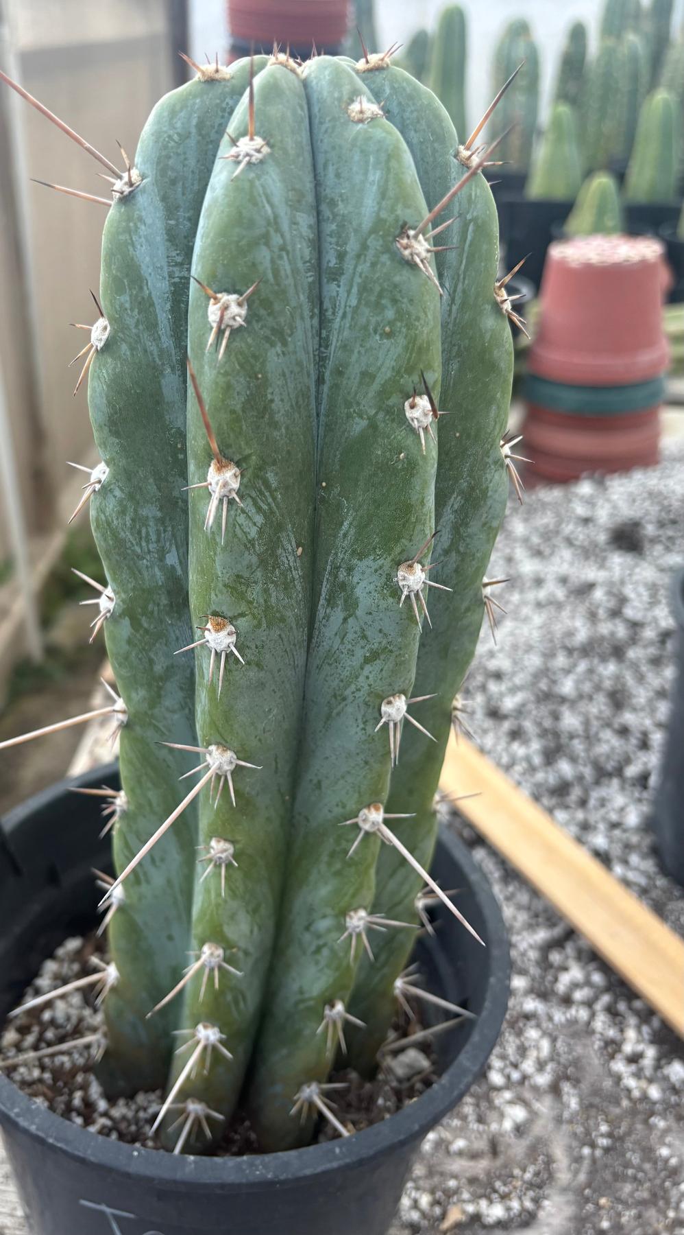 #EC48 EXACT Trichocereus Peruvianus TSSBP Blue Peru Cactus 12.5"-Cactus - Large - Exact-The Succulent Source