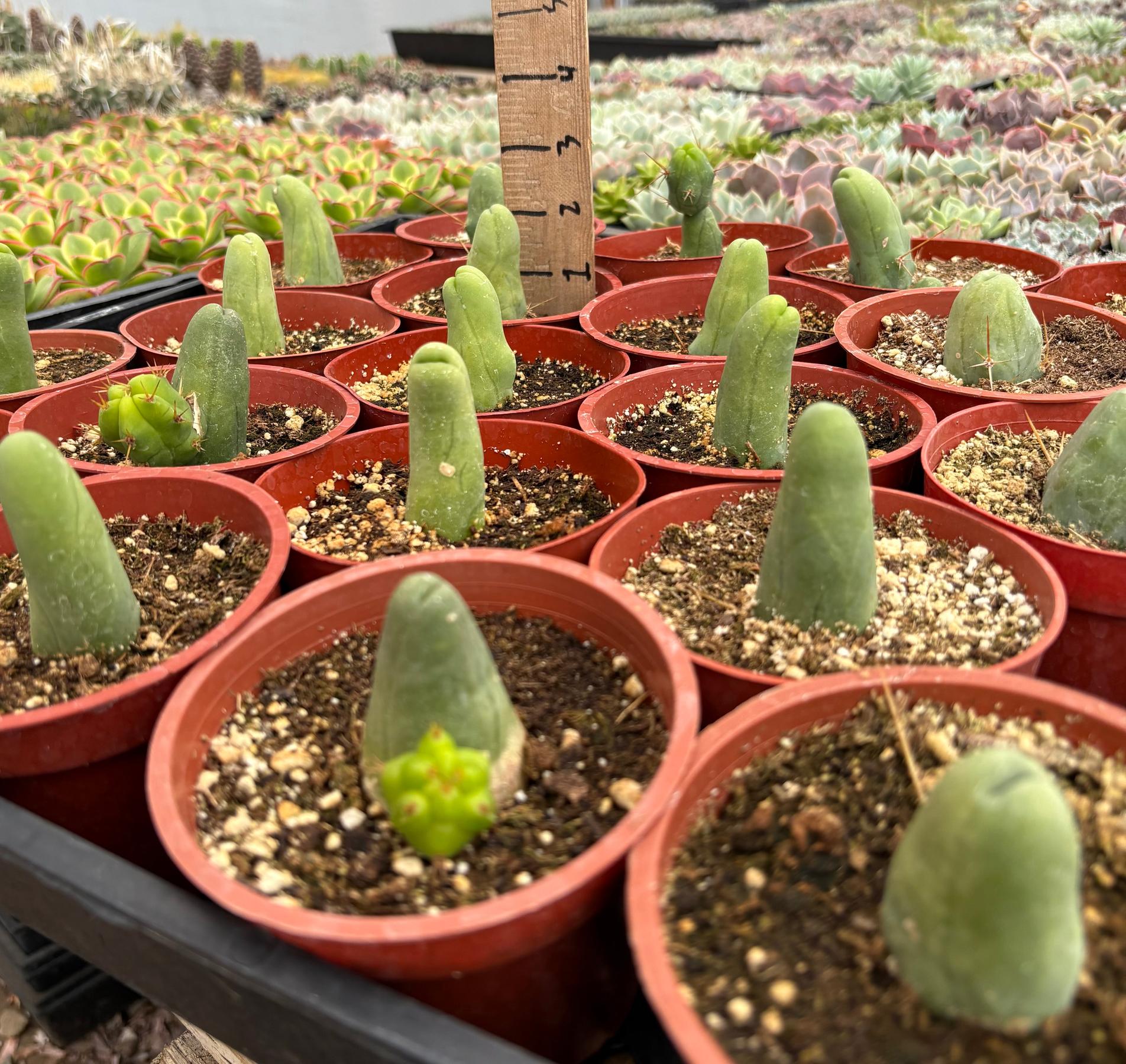 #EC49 EXACT TLC Tray of 20 Trichocereus Bridgesii monstrose TBM penis Cactus in 4” containers-Cactus - Large - Exact-The Succulent Source