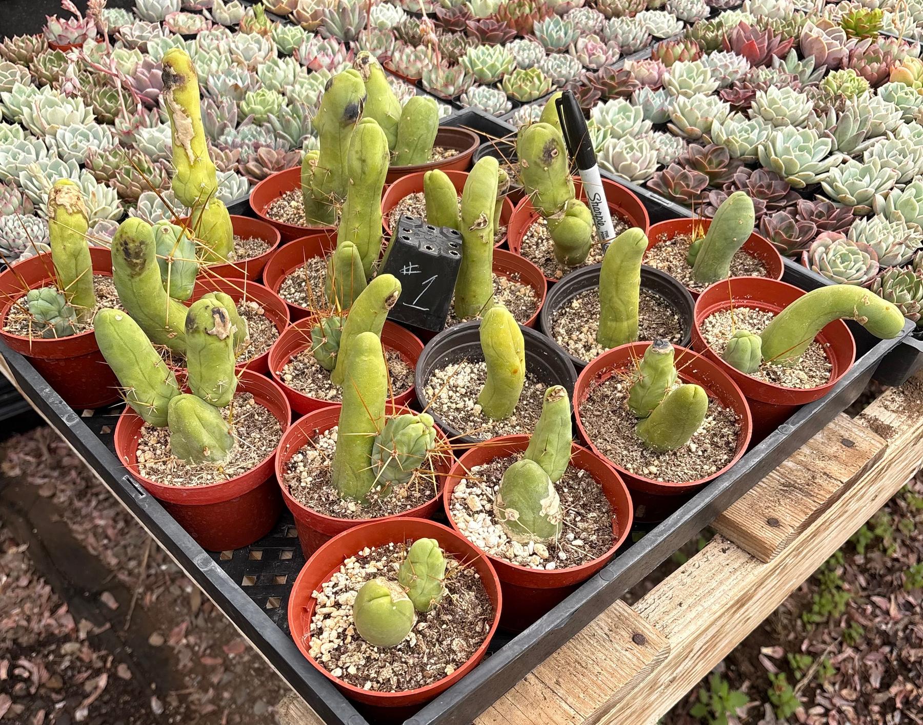 #EC49 EXACT TLC Tray of 20 Trichocereus Bridgesii monstrose TBM penis Cactus in 4” containers-Cactus - Large - Exact-The Succulent Source