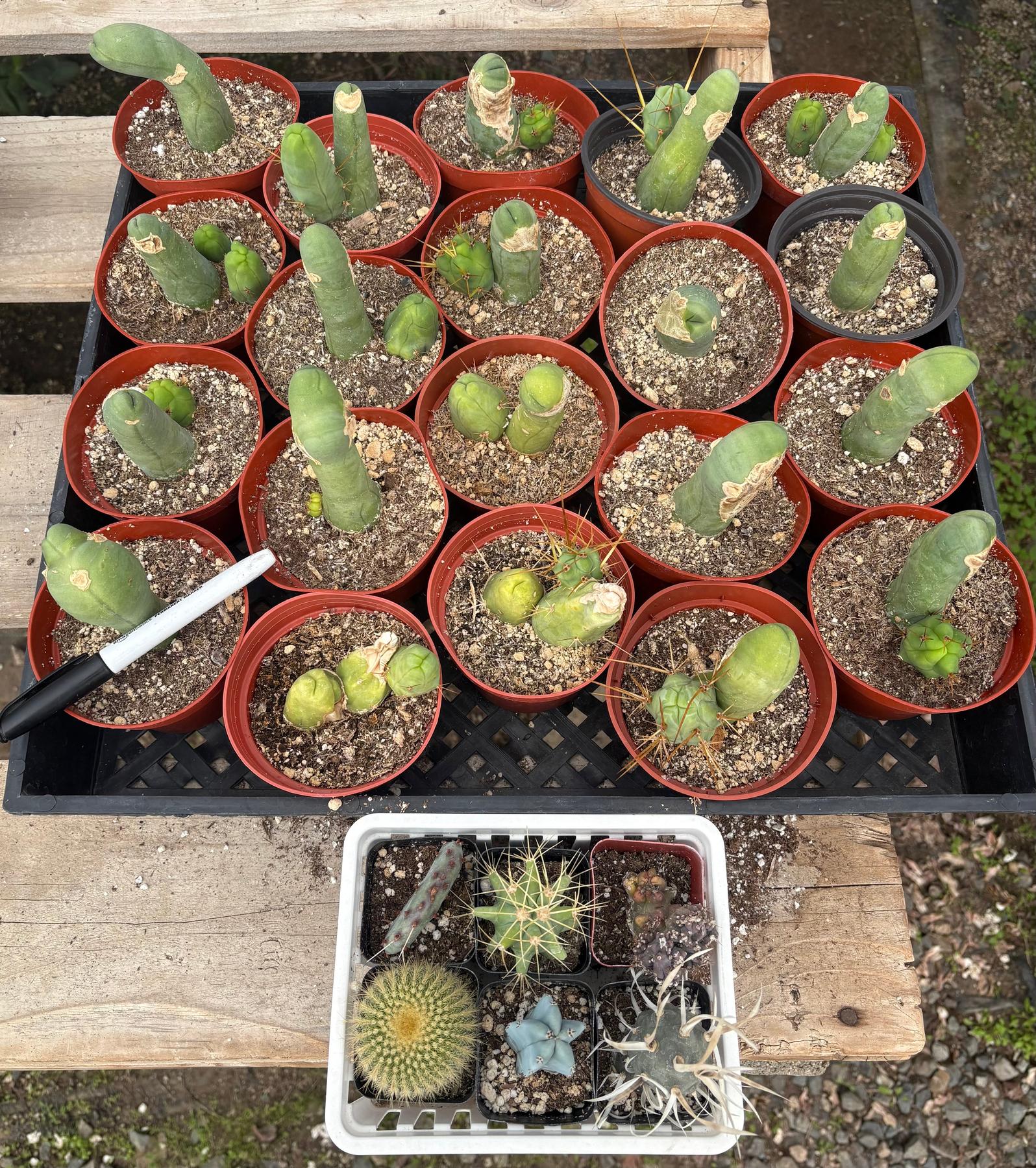 #EC49 EXACT Tray of 20 Trichocereus Bridgesii monstrose TBM penis Cactus in 4” containers-Cactus - Large - Exact-The Succulent Source