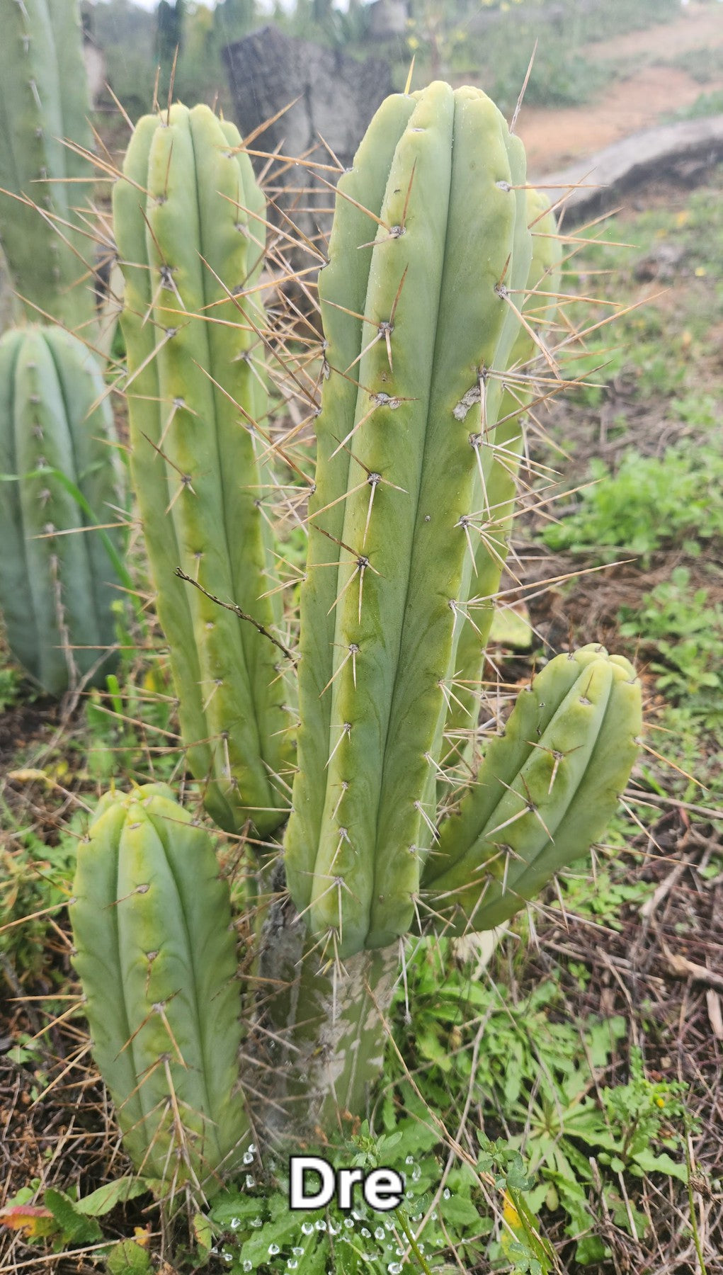 #EC50 EXACT Trichocereus Bridgesii "DRE" Cactus Cutting 10"-Cactus - Large - Exact-The Succulent Source