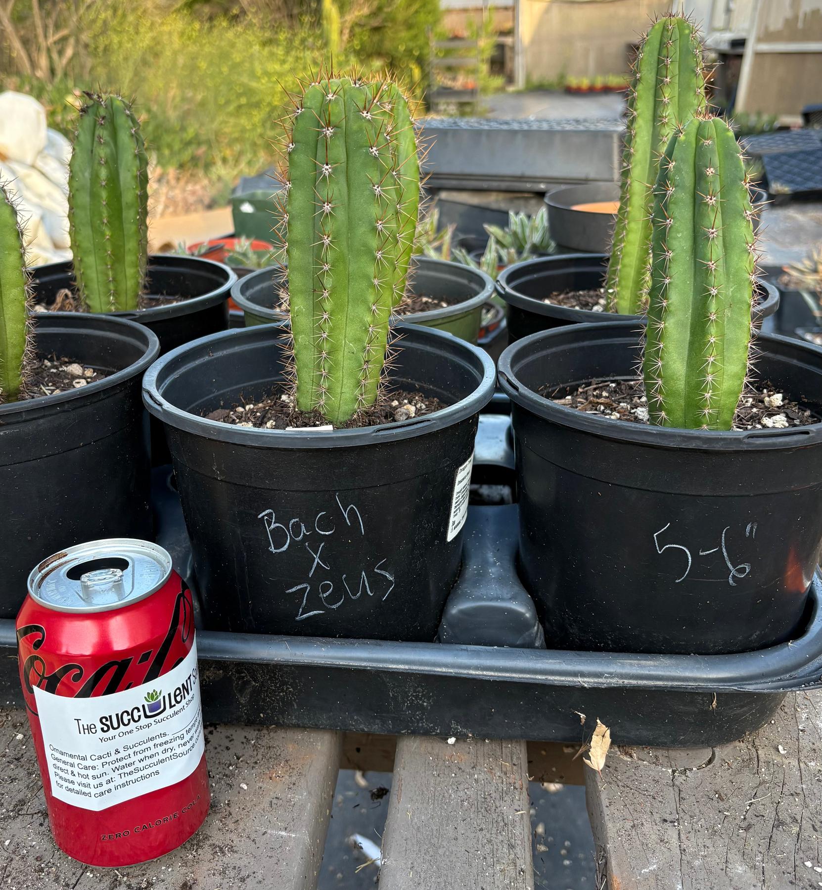 buy cactus house plants San Pedro Cactus for Sale Trichocereus