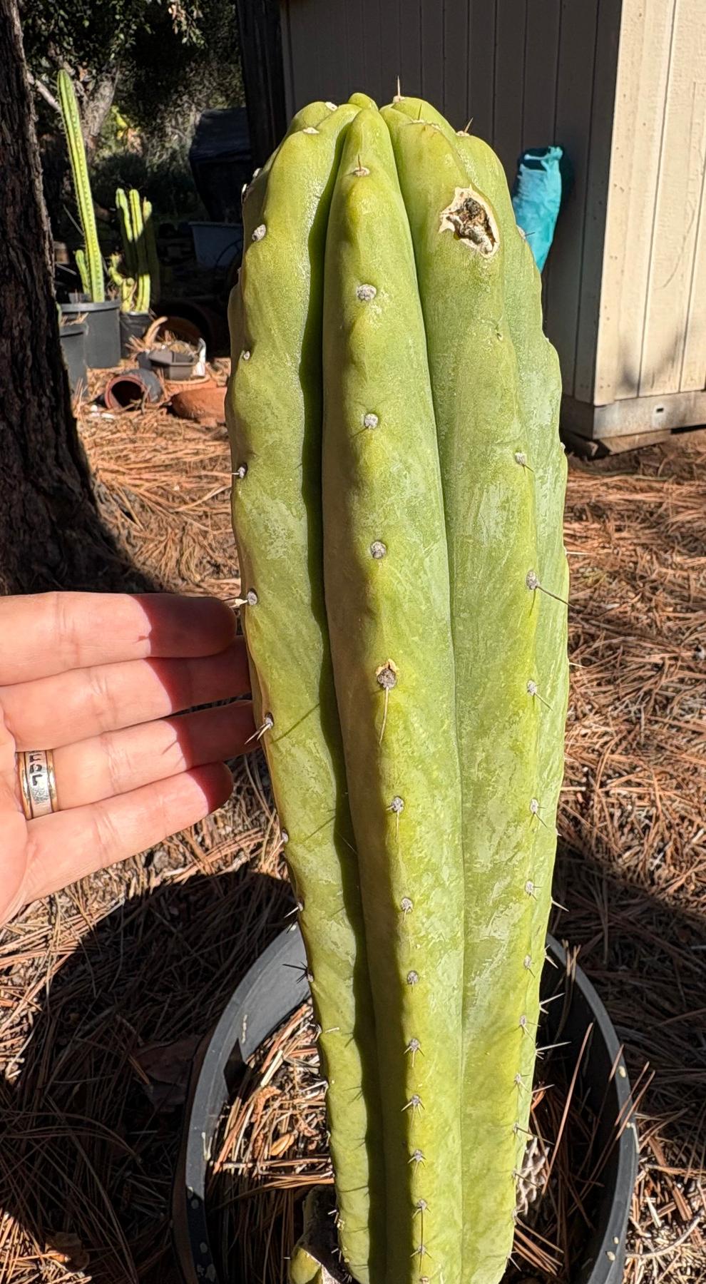 #EC51 EXACT Trichocereus Pachanoi Birdland Cutting 10”-Cactus - Large - Exact-The Succulent Source