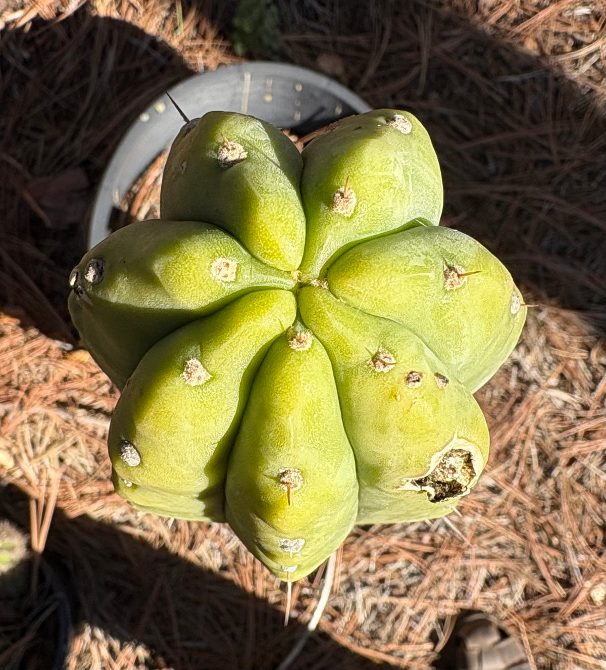 #EC51 EXACT Trichocereus Pachanoi Birdland Cutting 10”-Cactus - Large - Exact-The Succulent Source